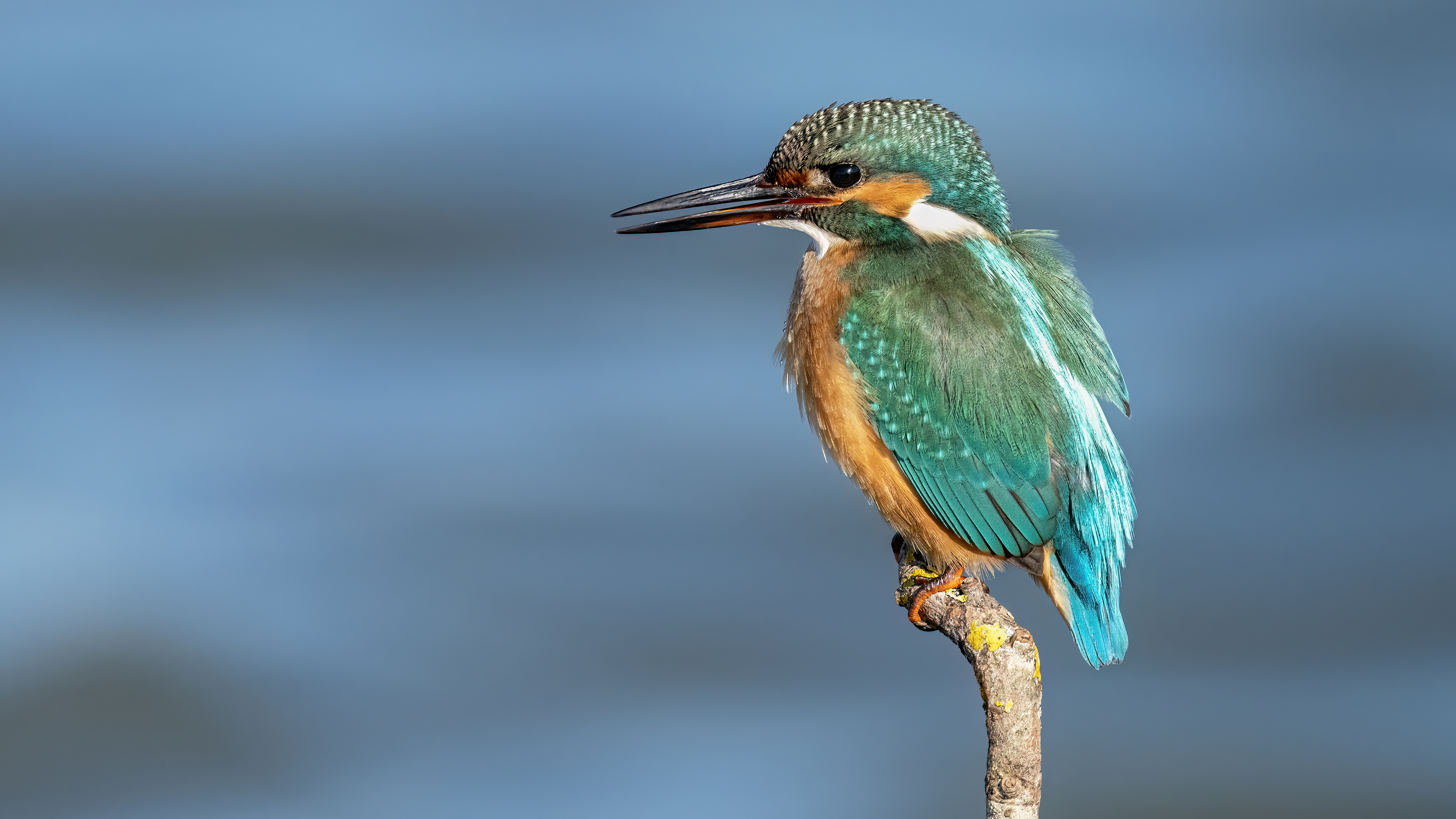Common Kingfisher