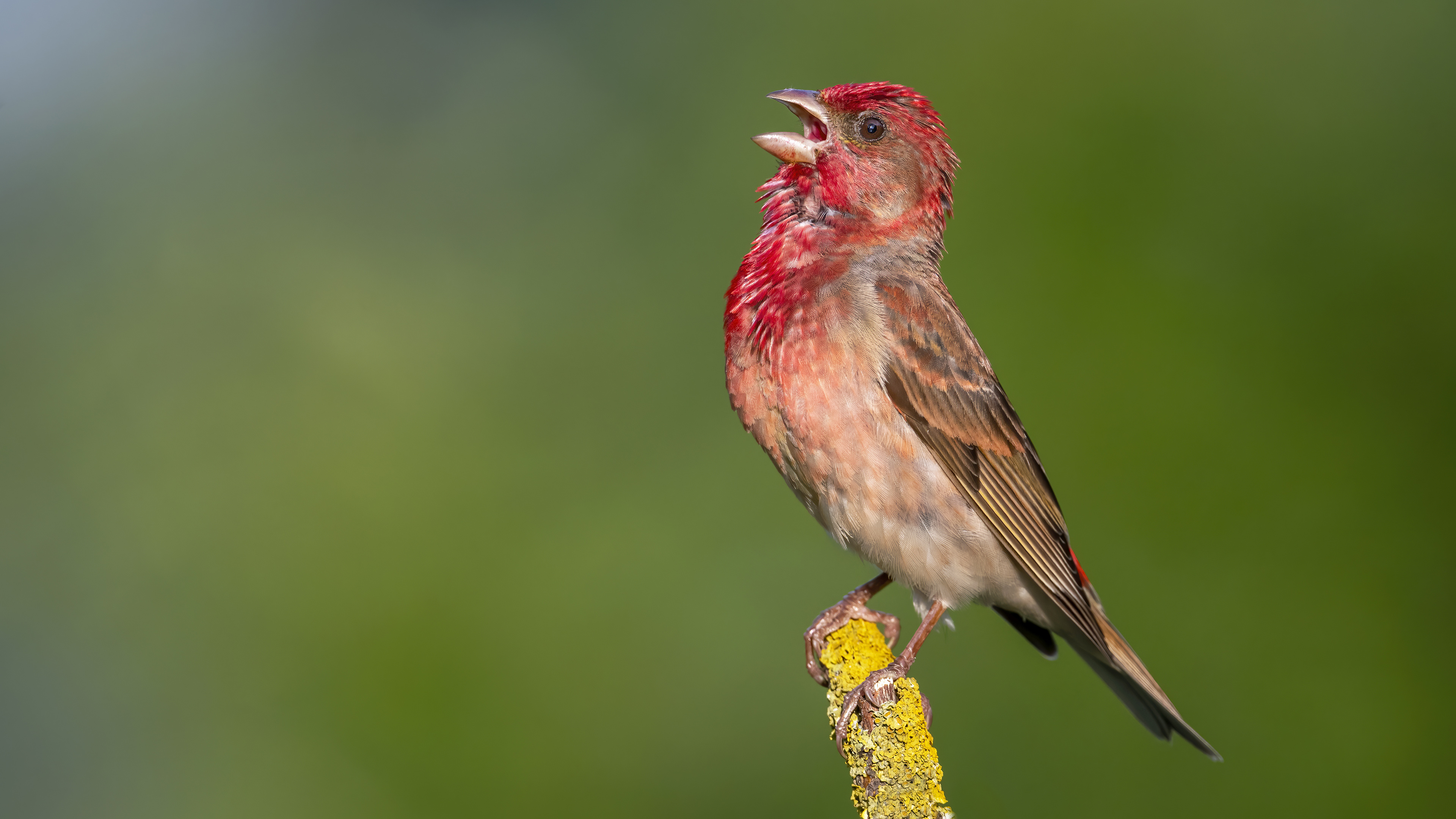 Common Rosefinch