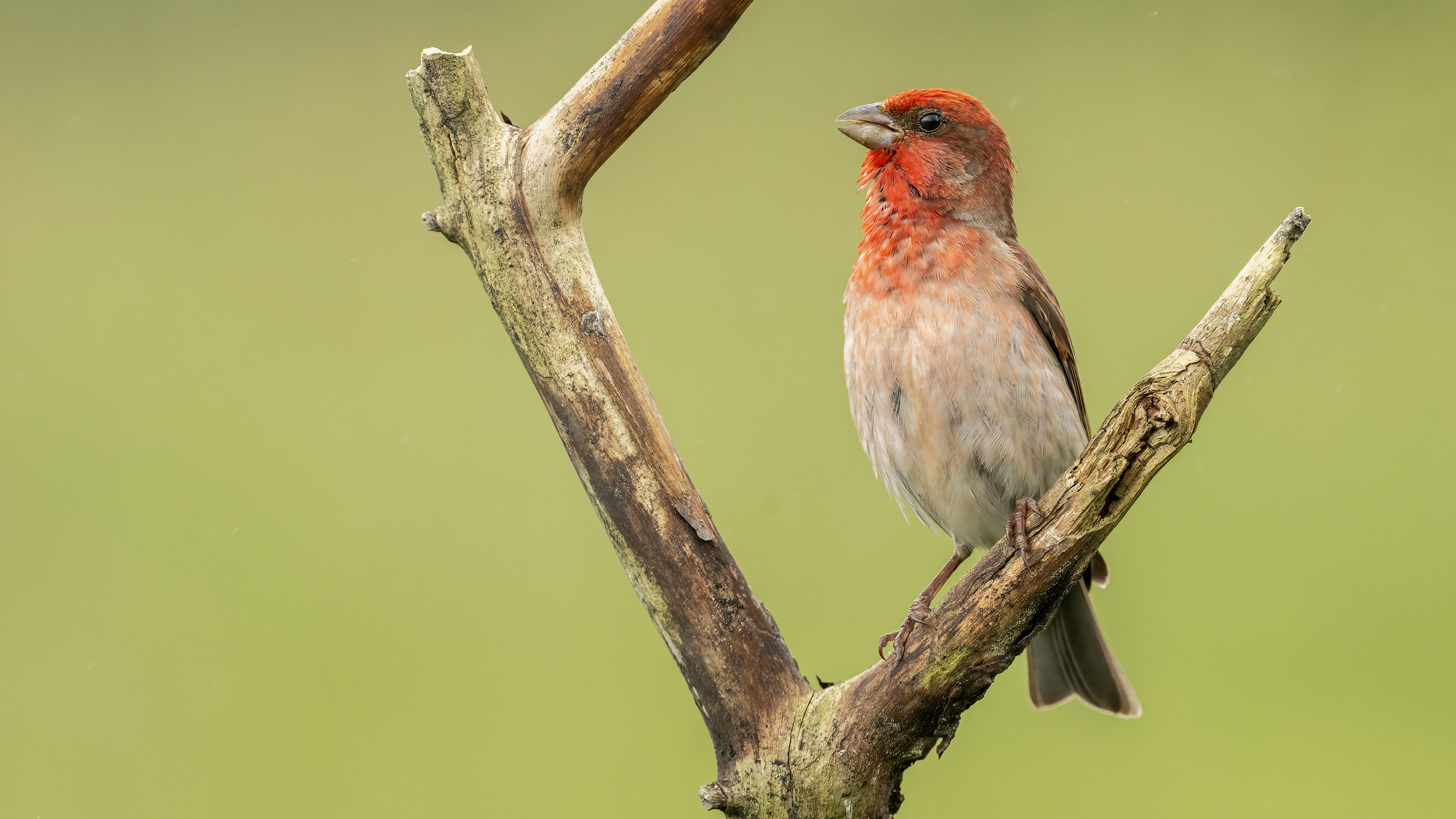 Common Rosefinch
