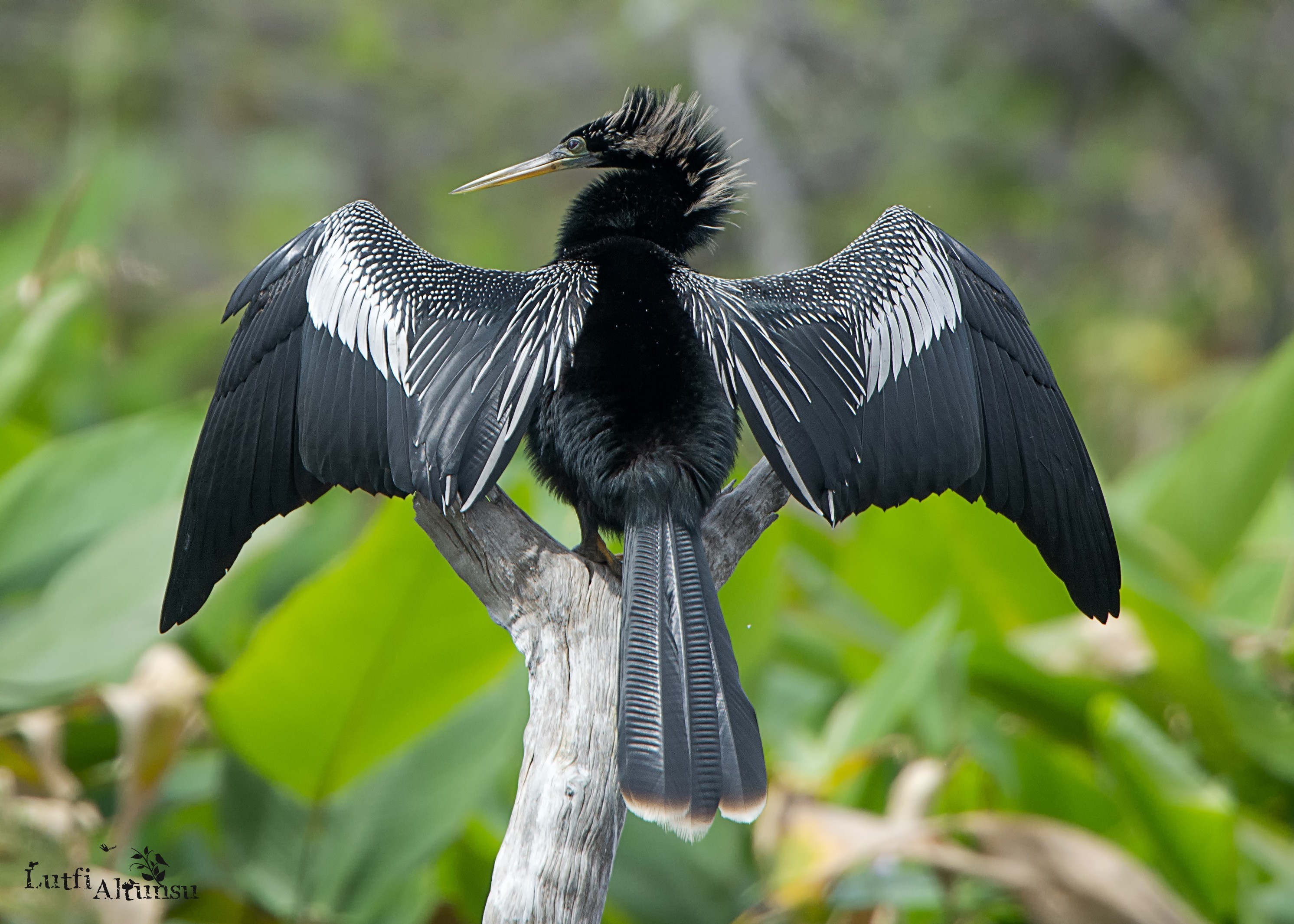 Anhinga — Ana fotoğraf