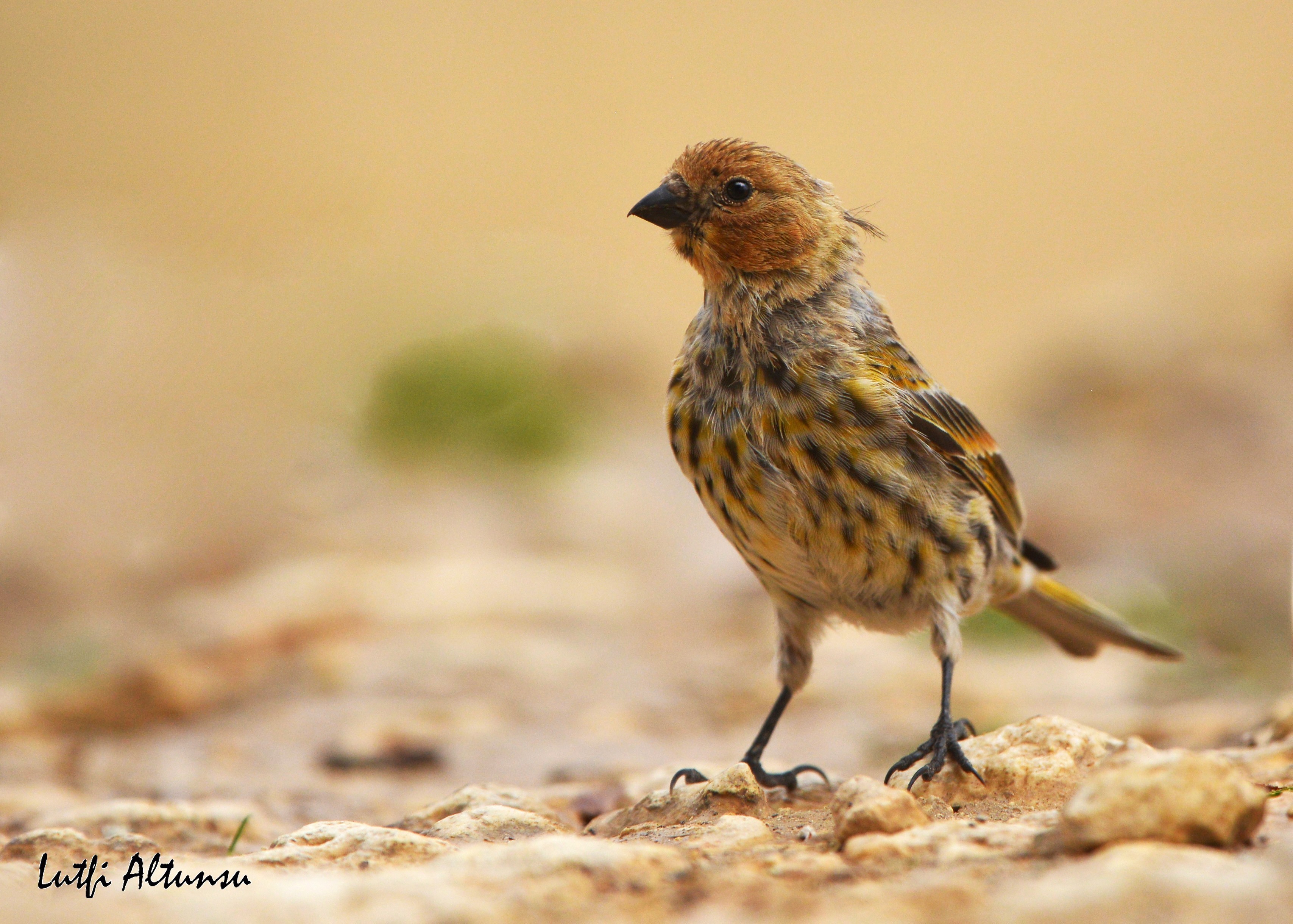 Red-fronted Serin