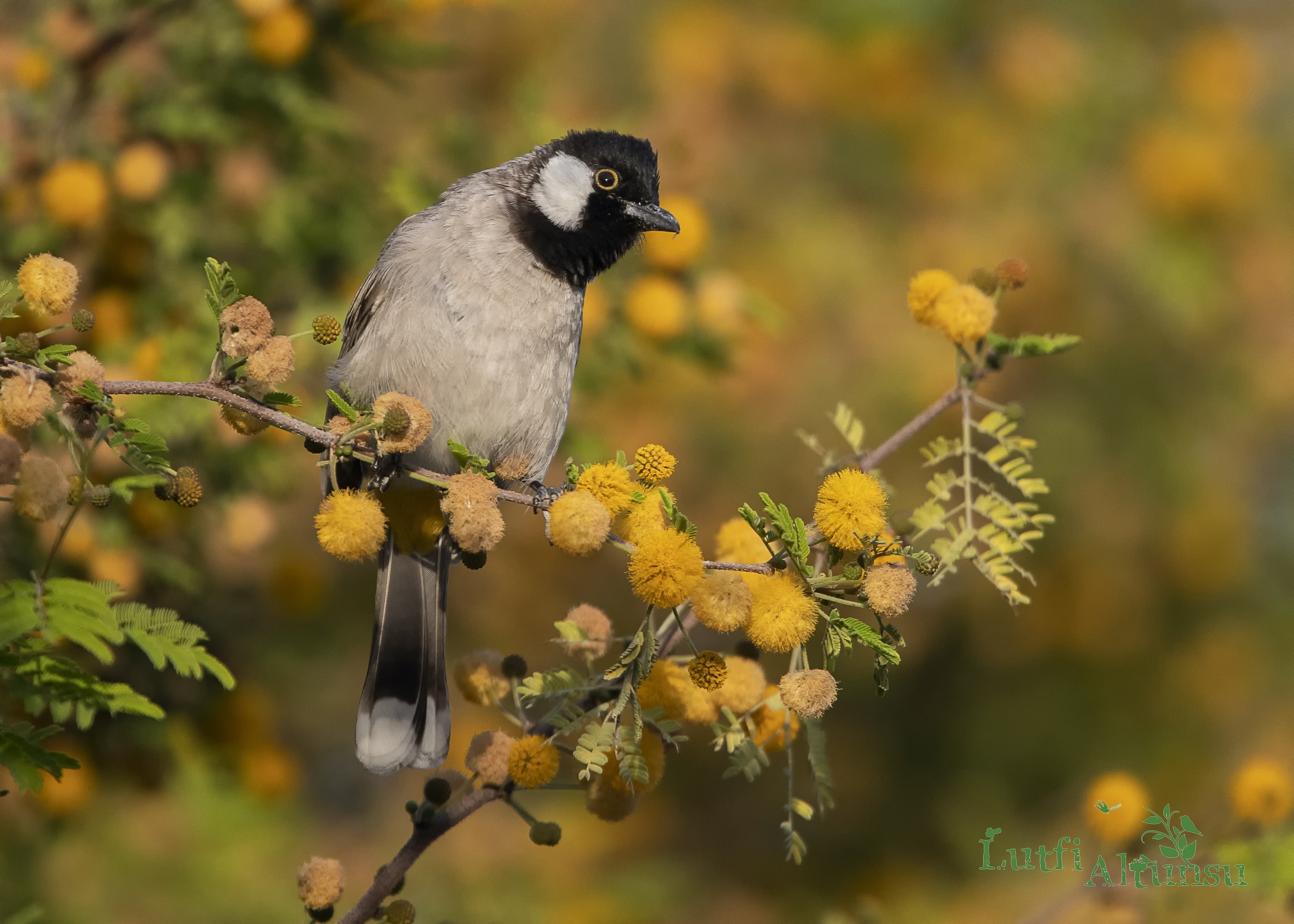 White-eared Bulbul