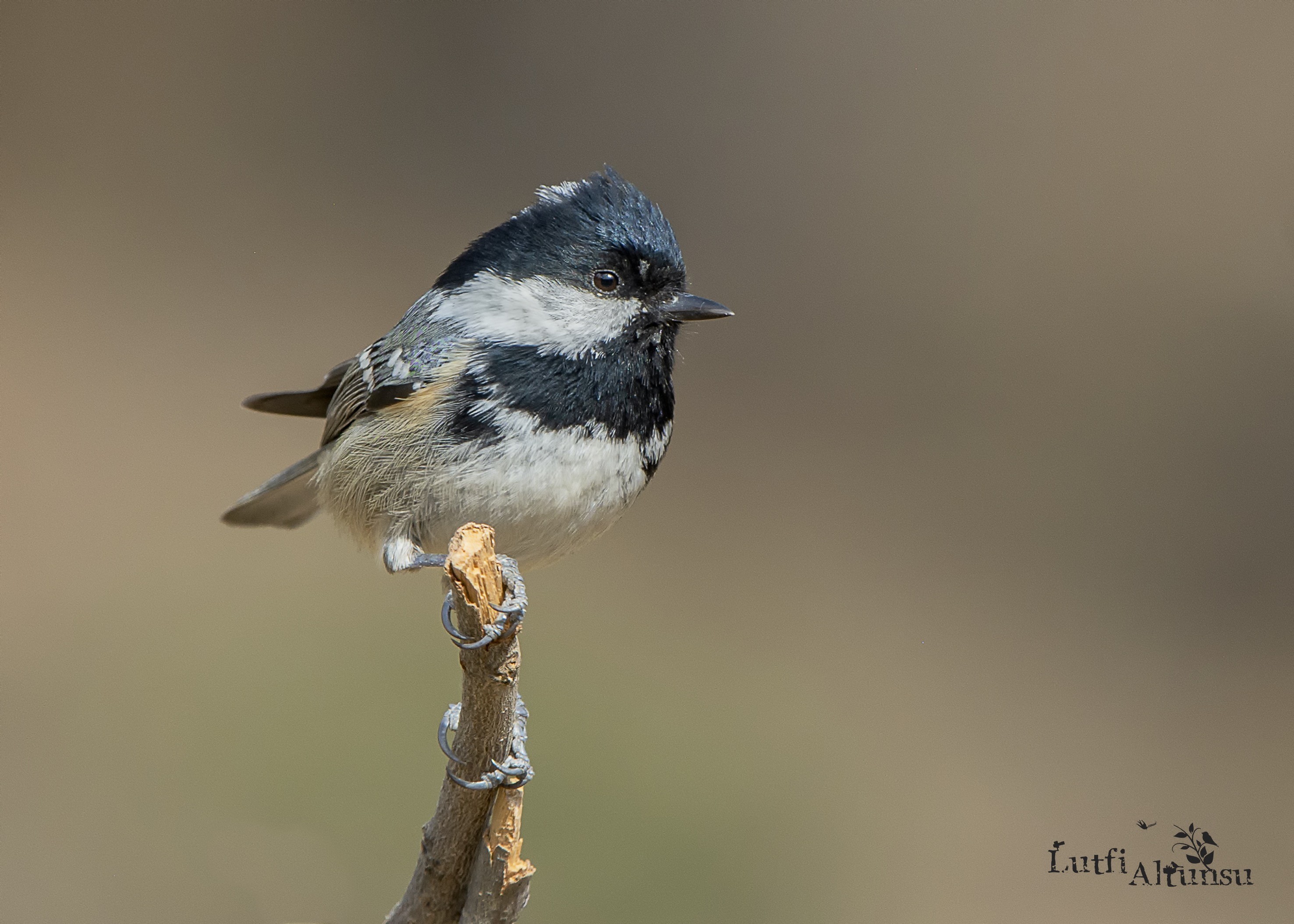 Coal Tit