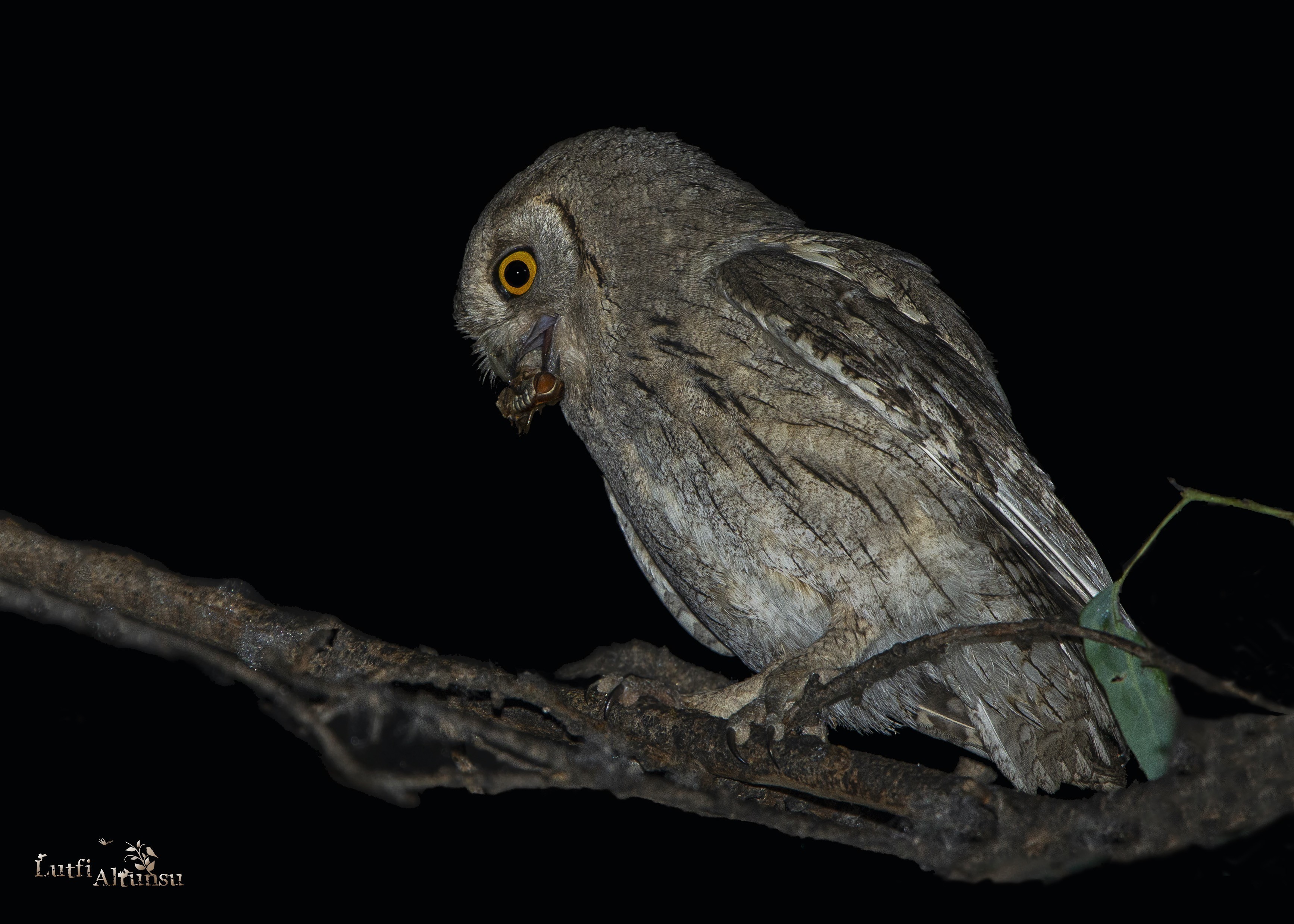 Pallid Scops-owl