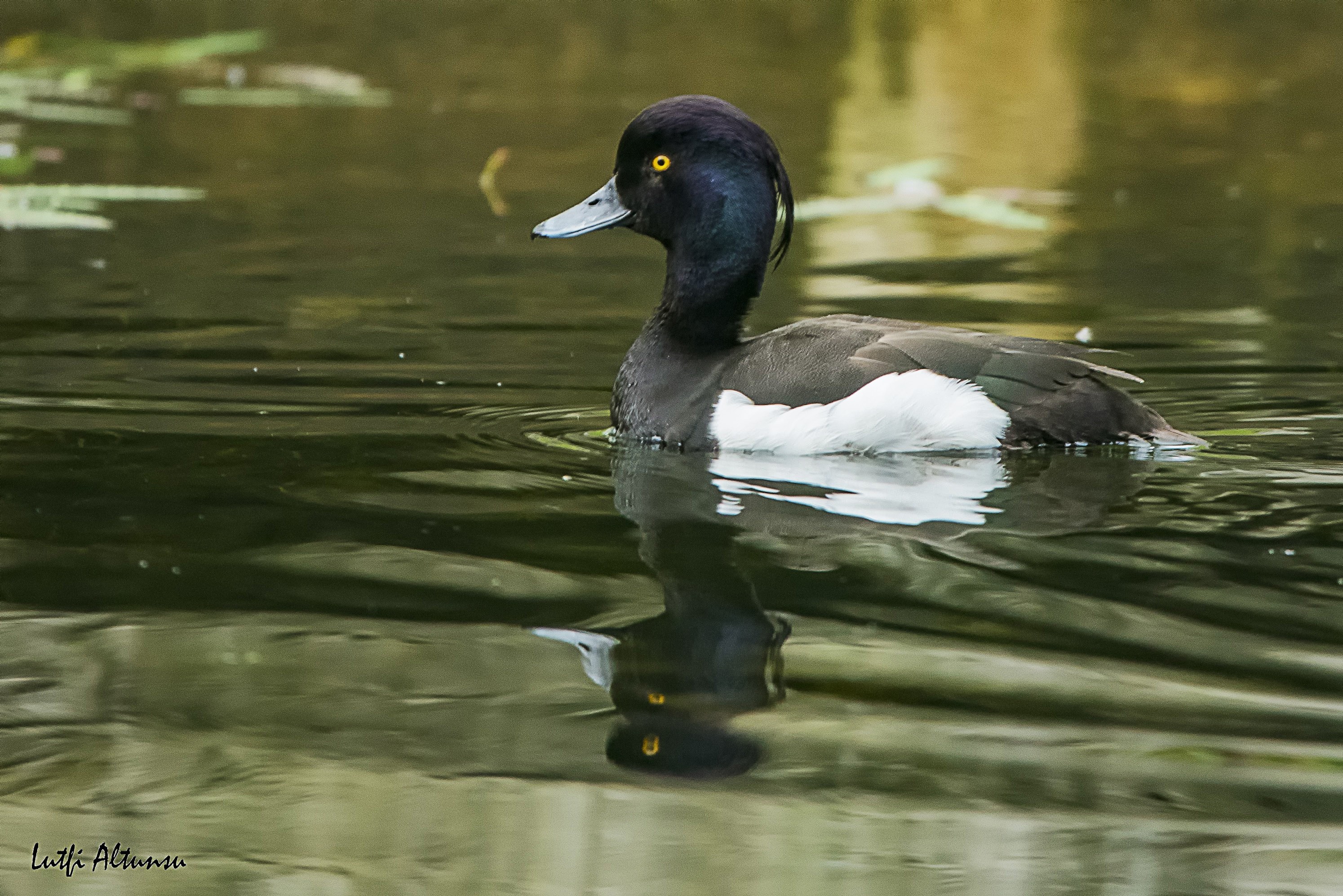 Tufted Duck