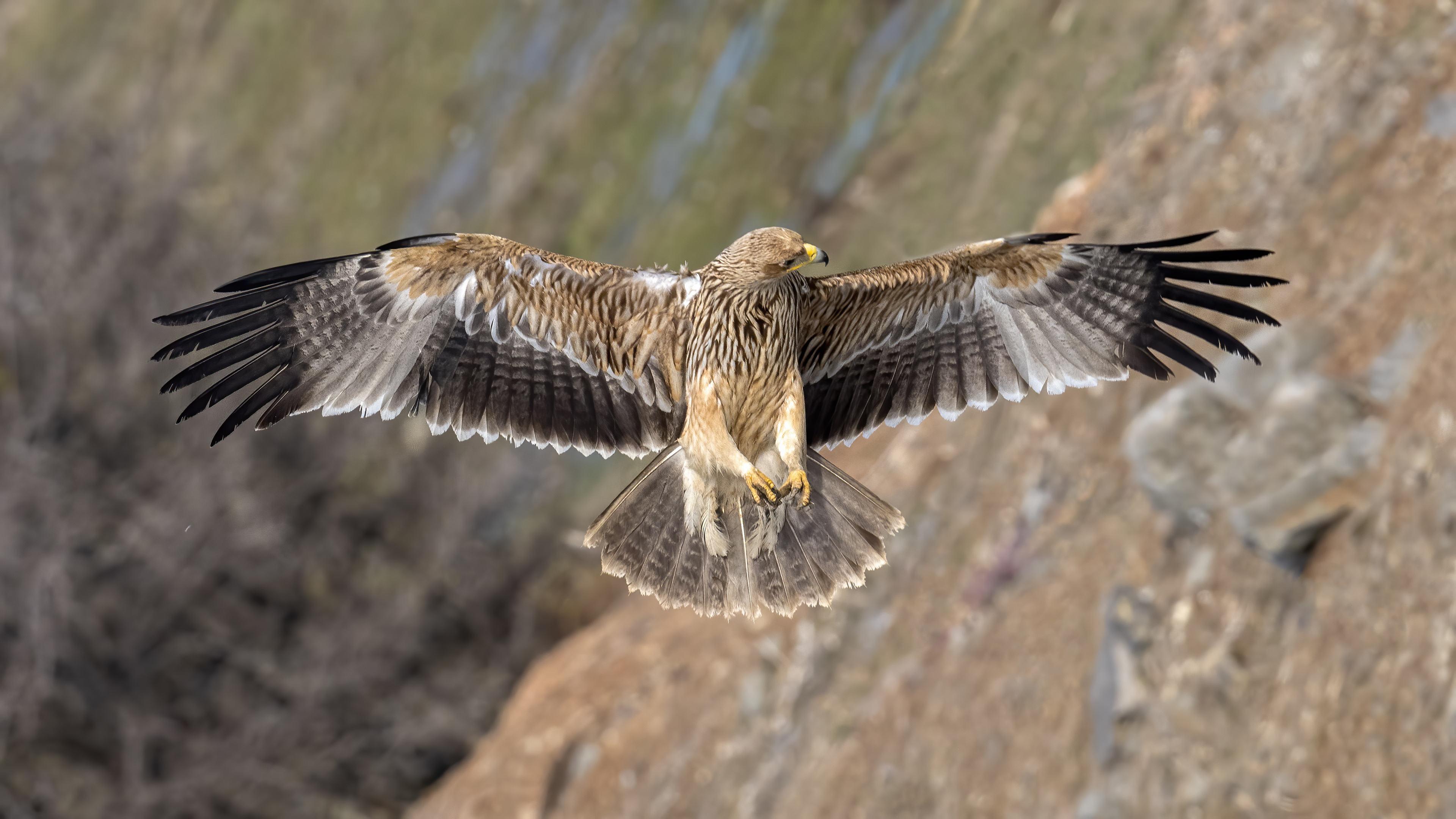 Imperial Eagle