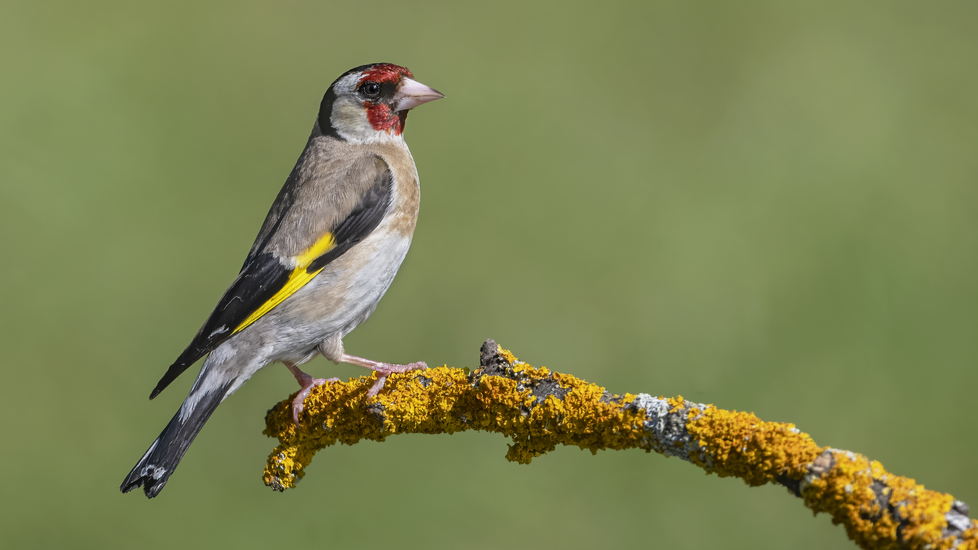 European Goldfinch