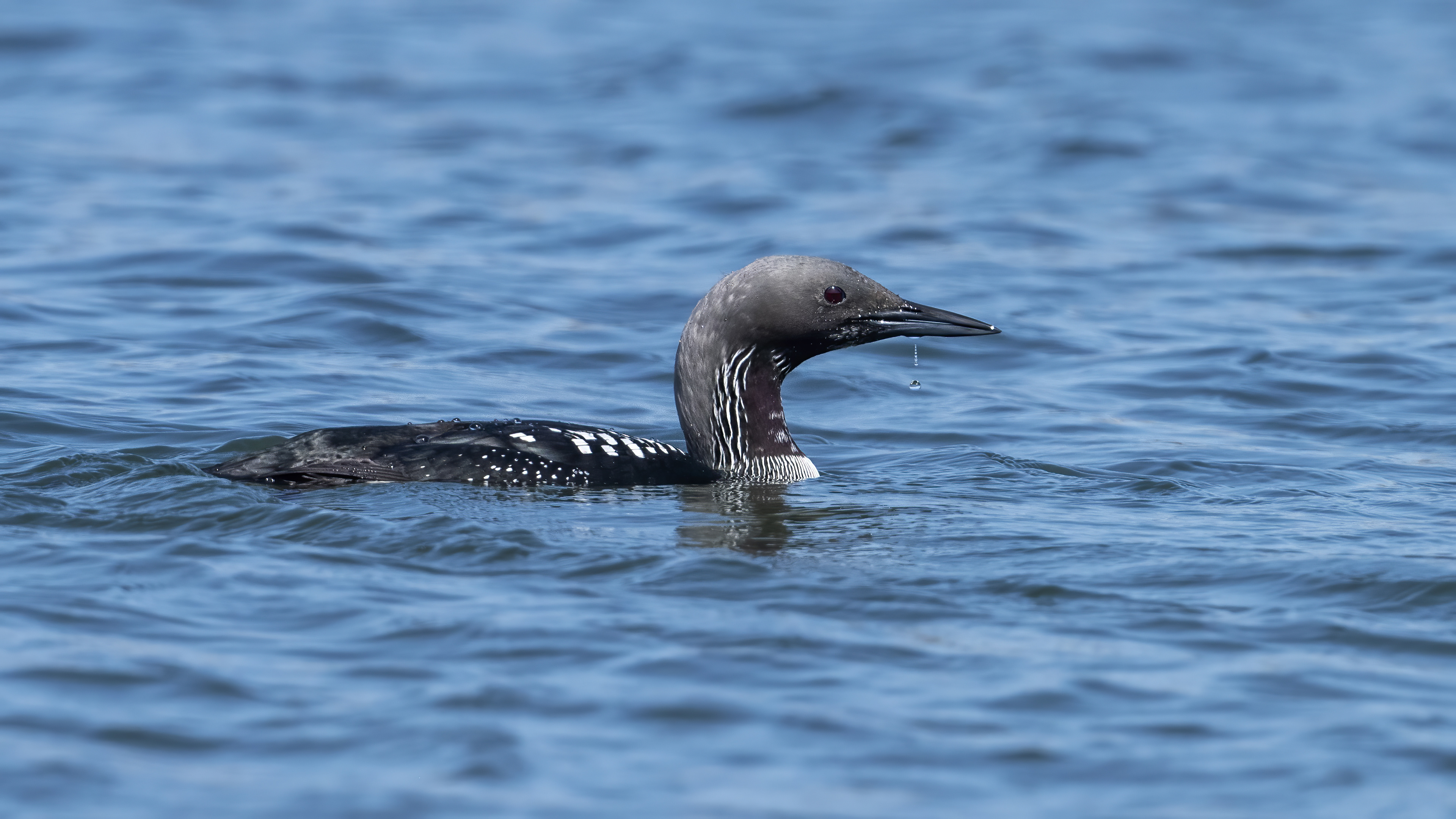 Arctic Loon