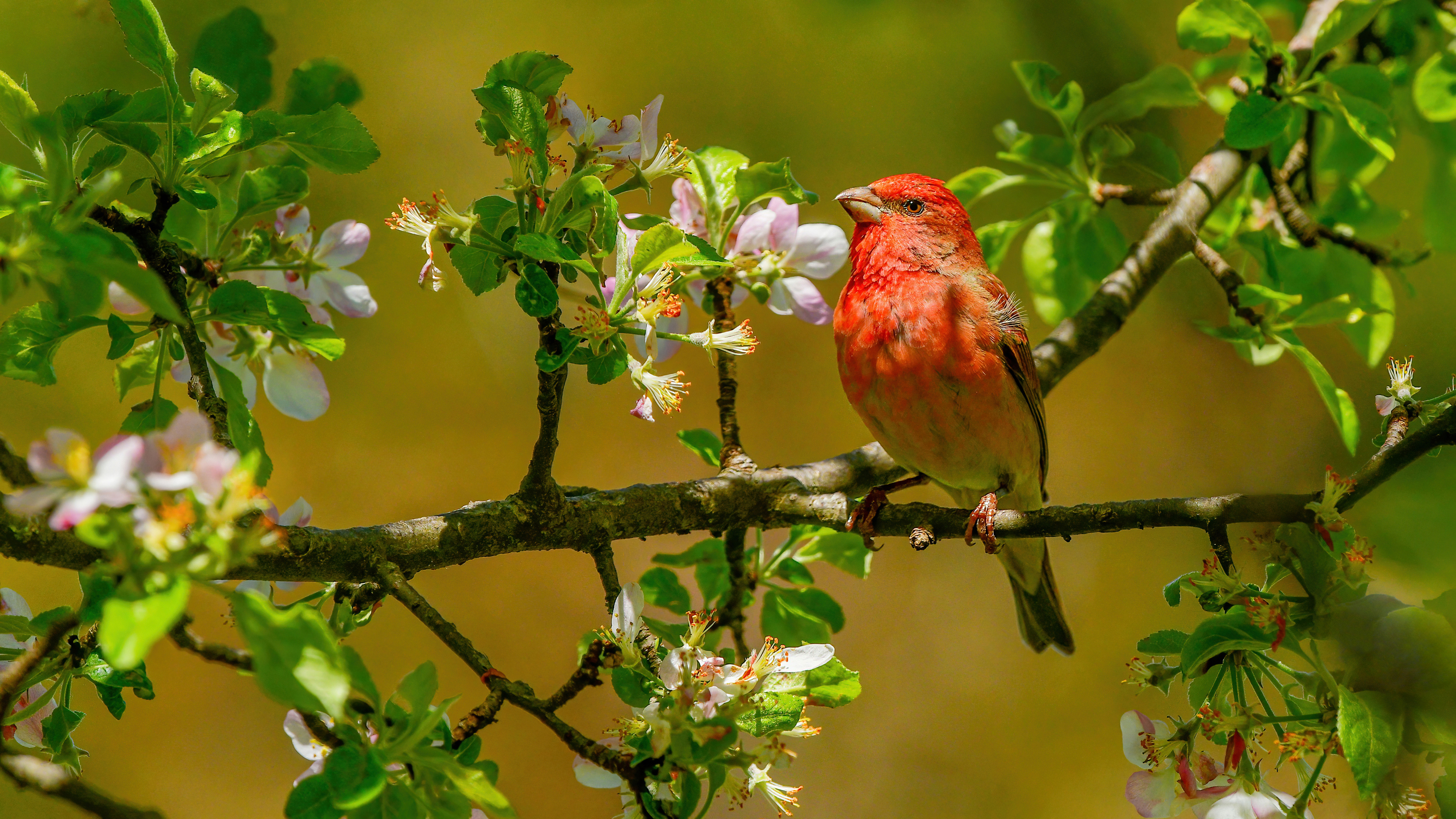Common Rosefinch