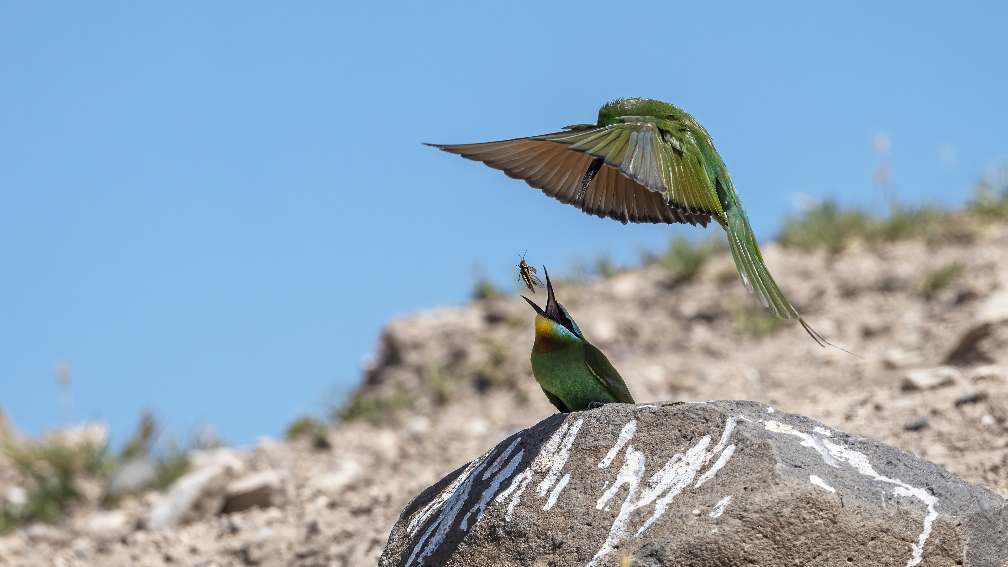 Blue-cheeked Bee-eater