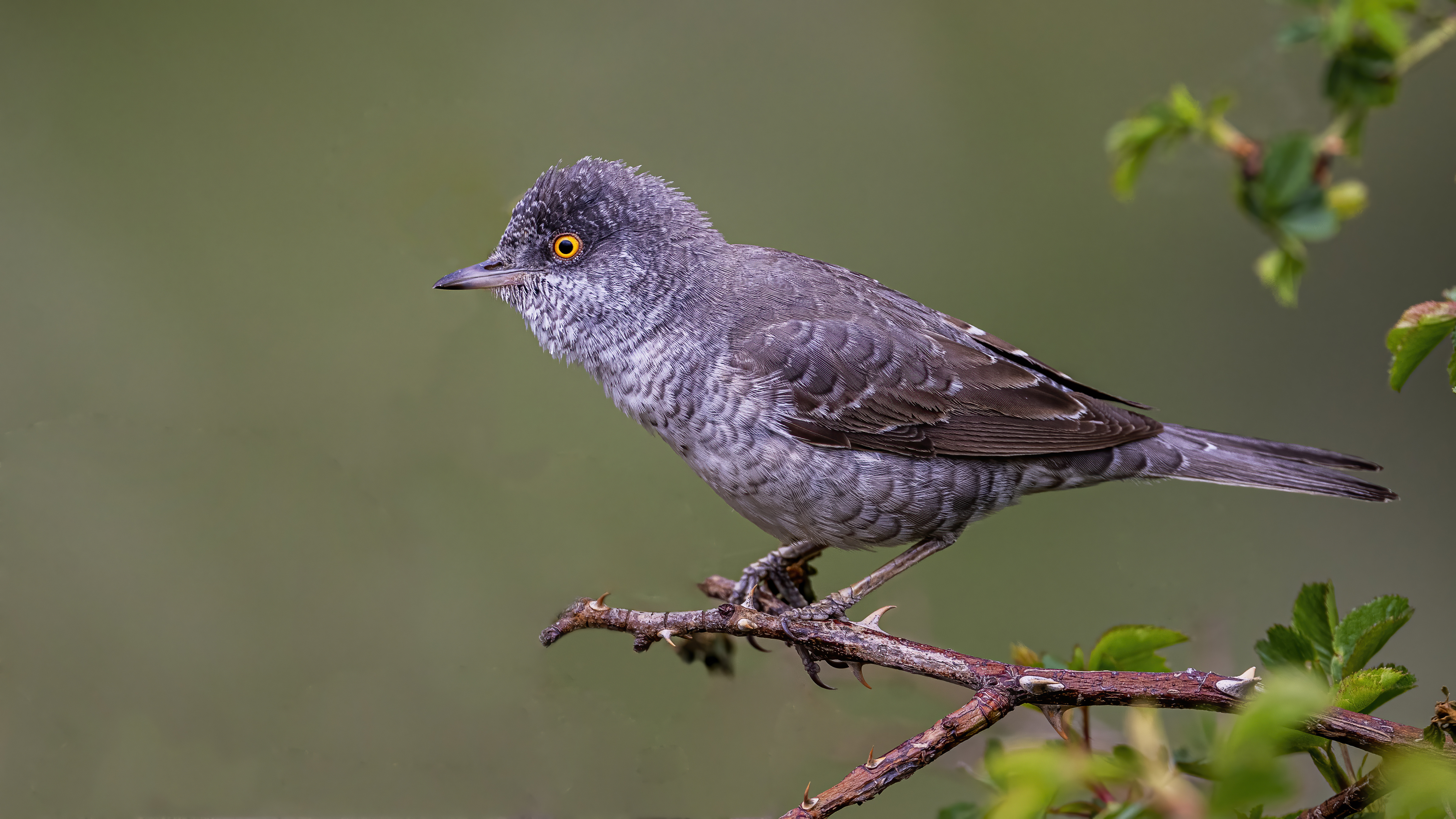 Barred Warbler