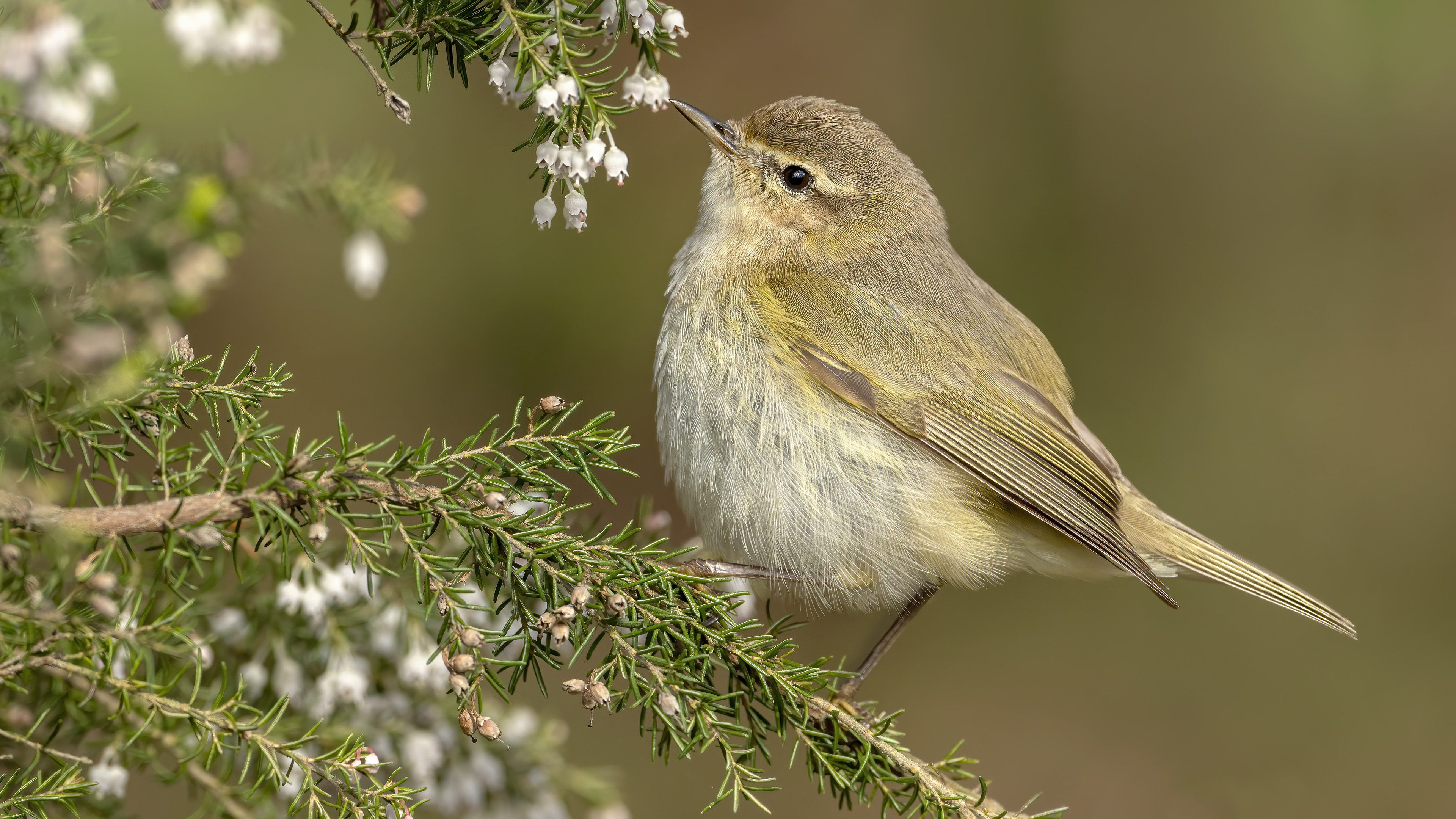 Common Chiffchaff — Ana fotoğraf