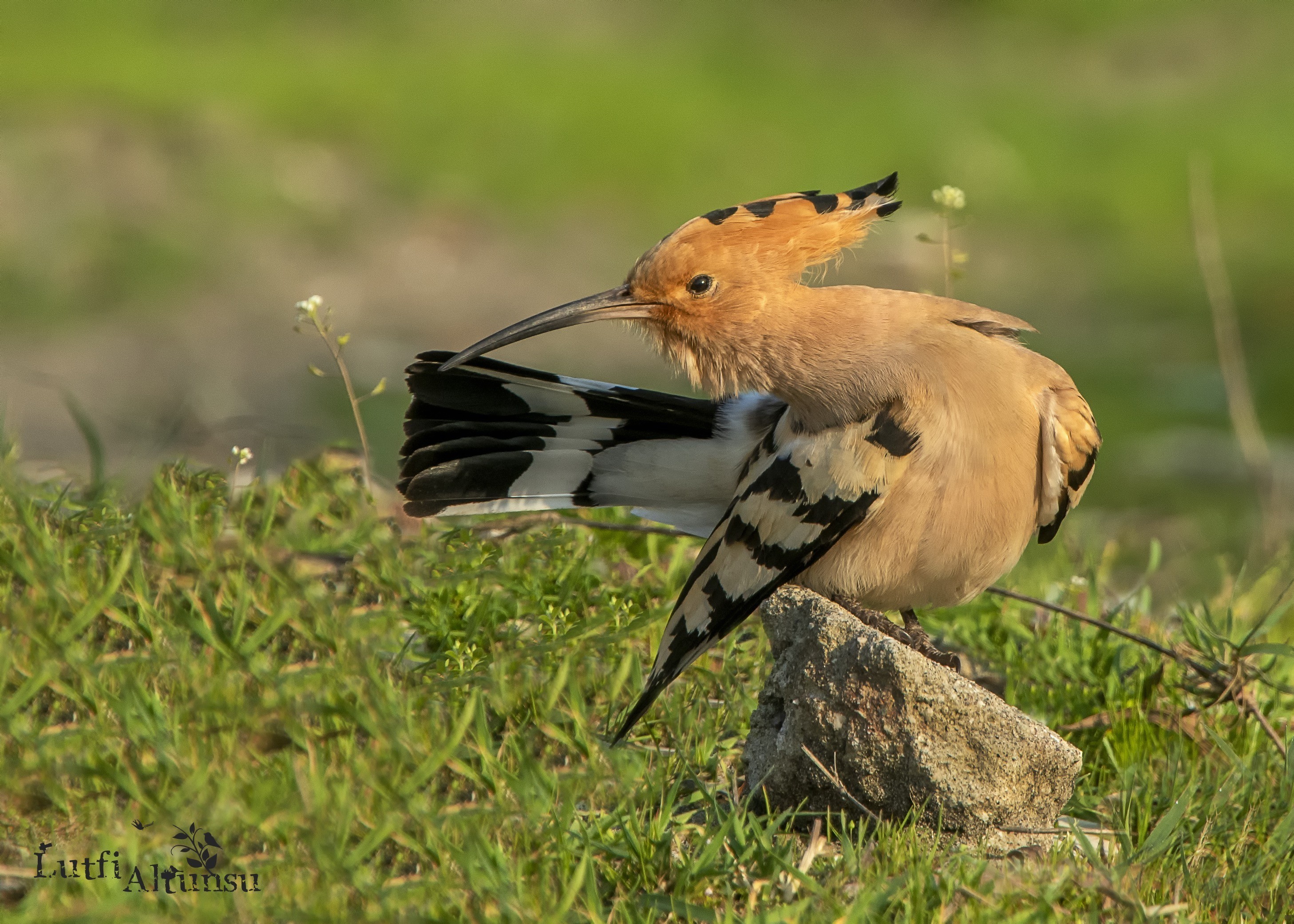 Common Hoopoe