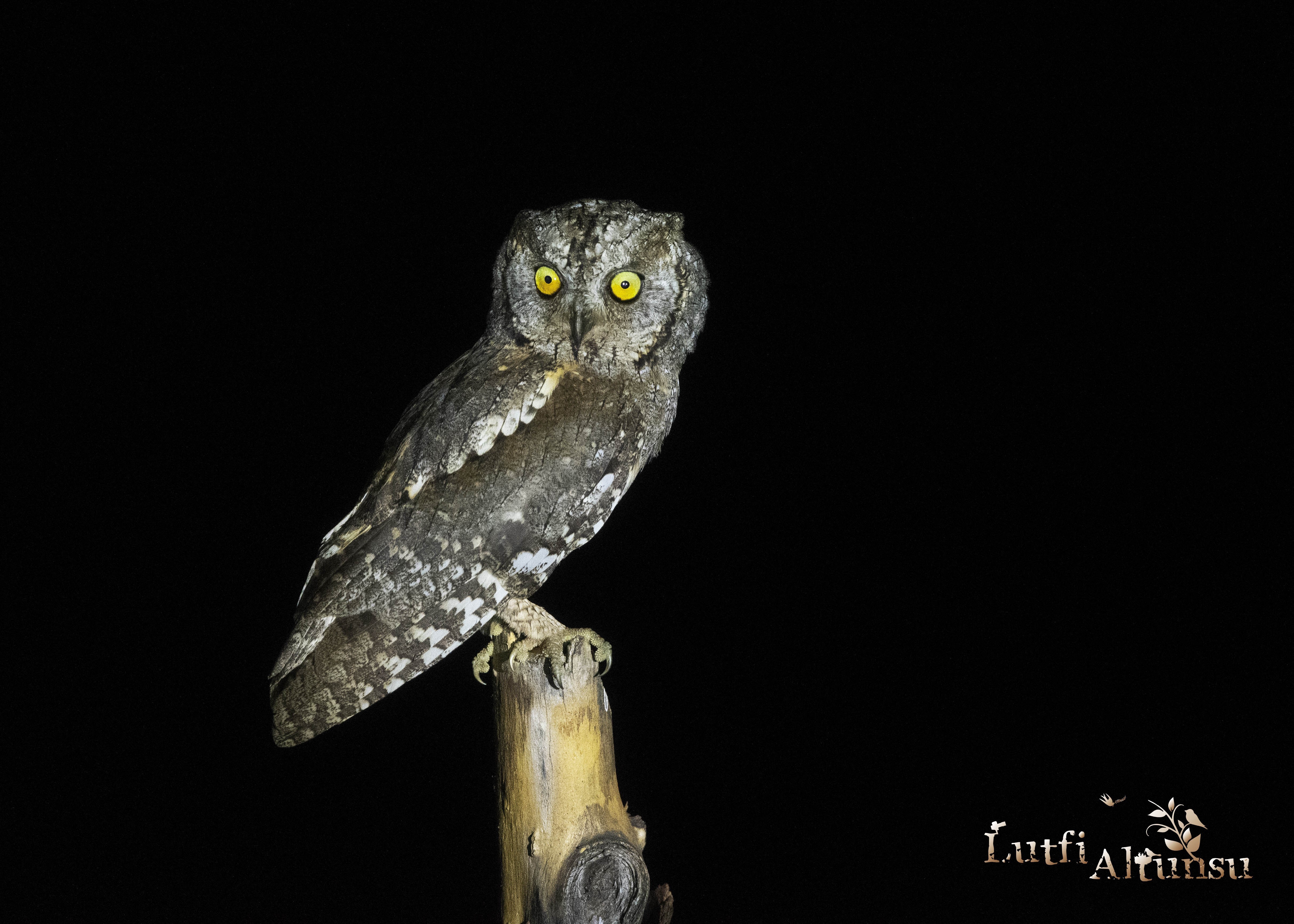 Eurasian Scops-Owl
