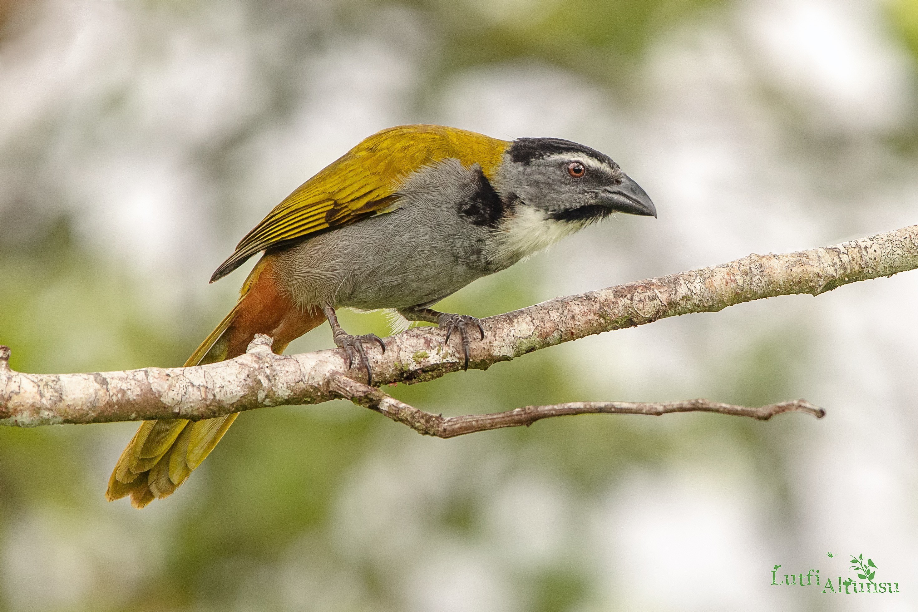 Black-headed Saltator