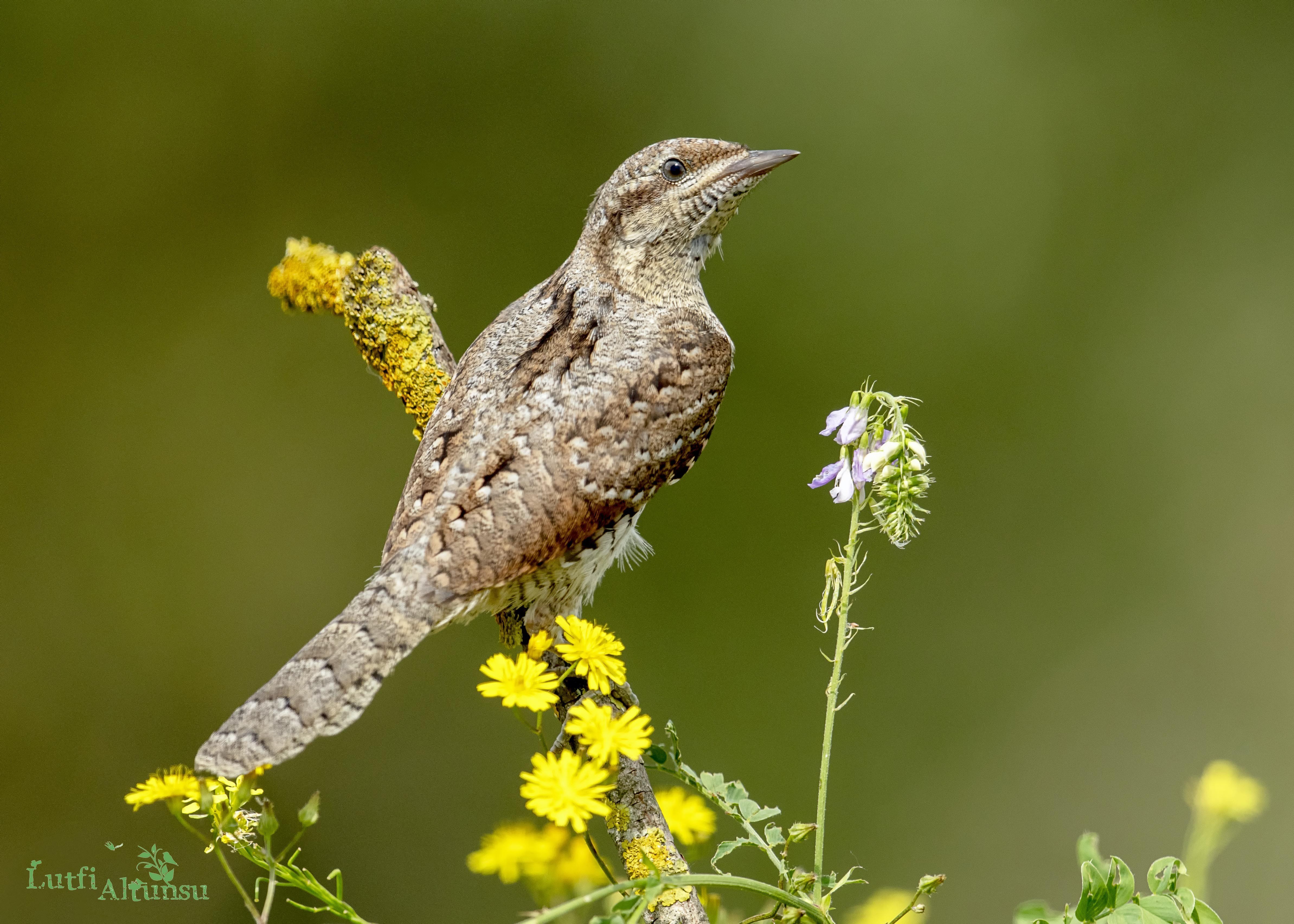 Eurasian Wryneck