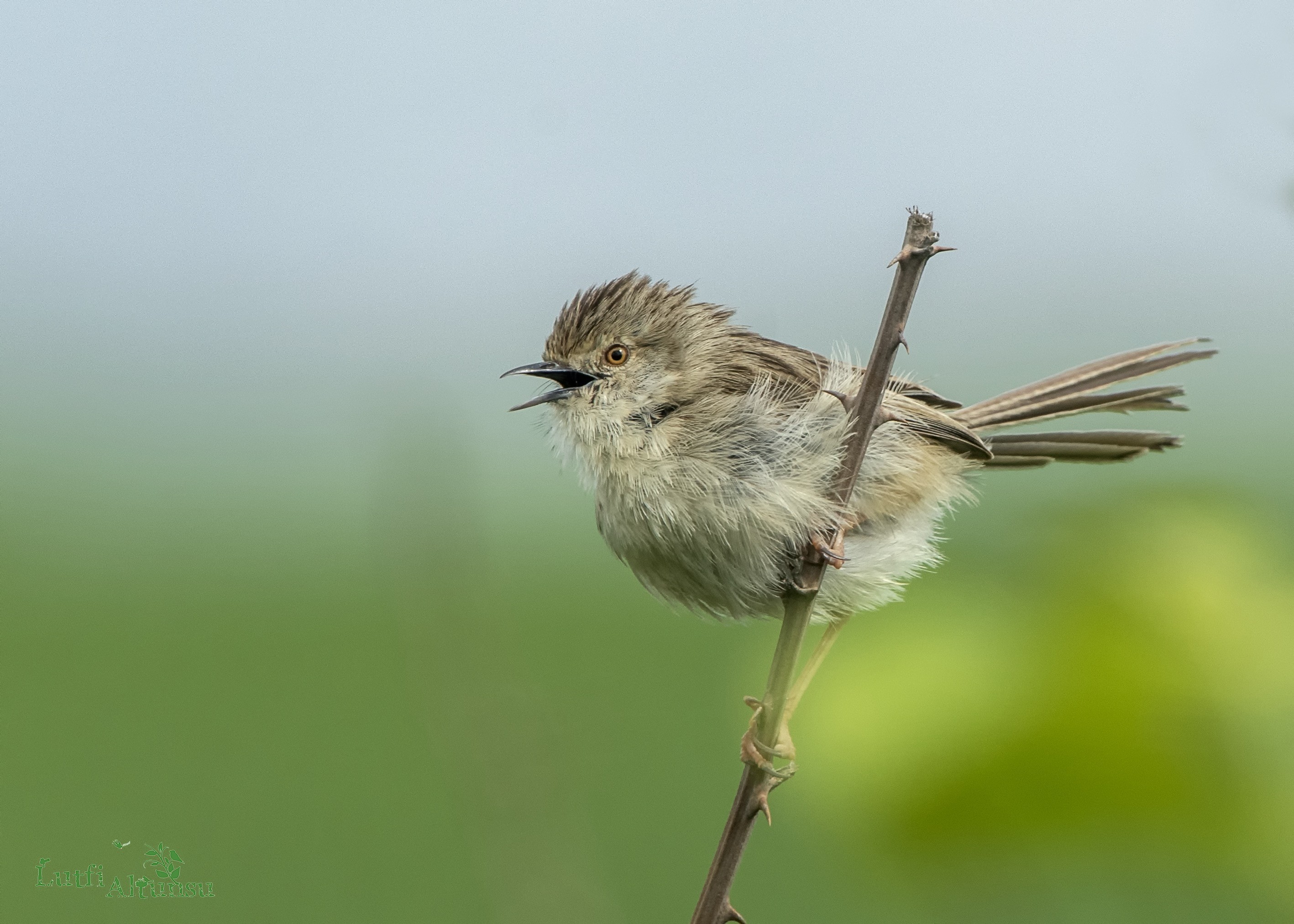 Graceful Prinia