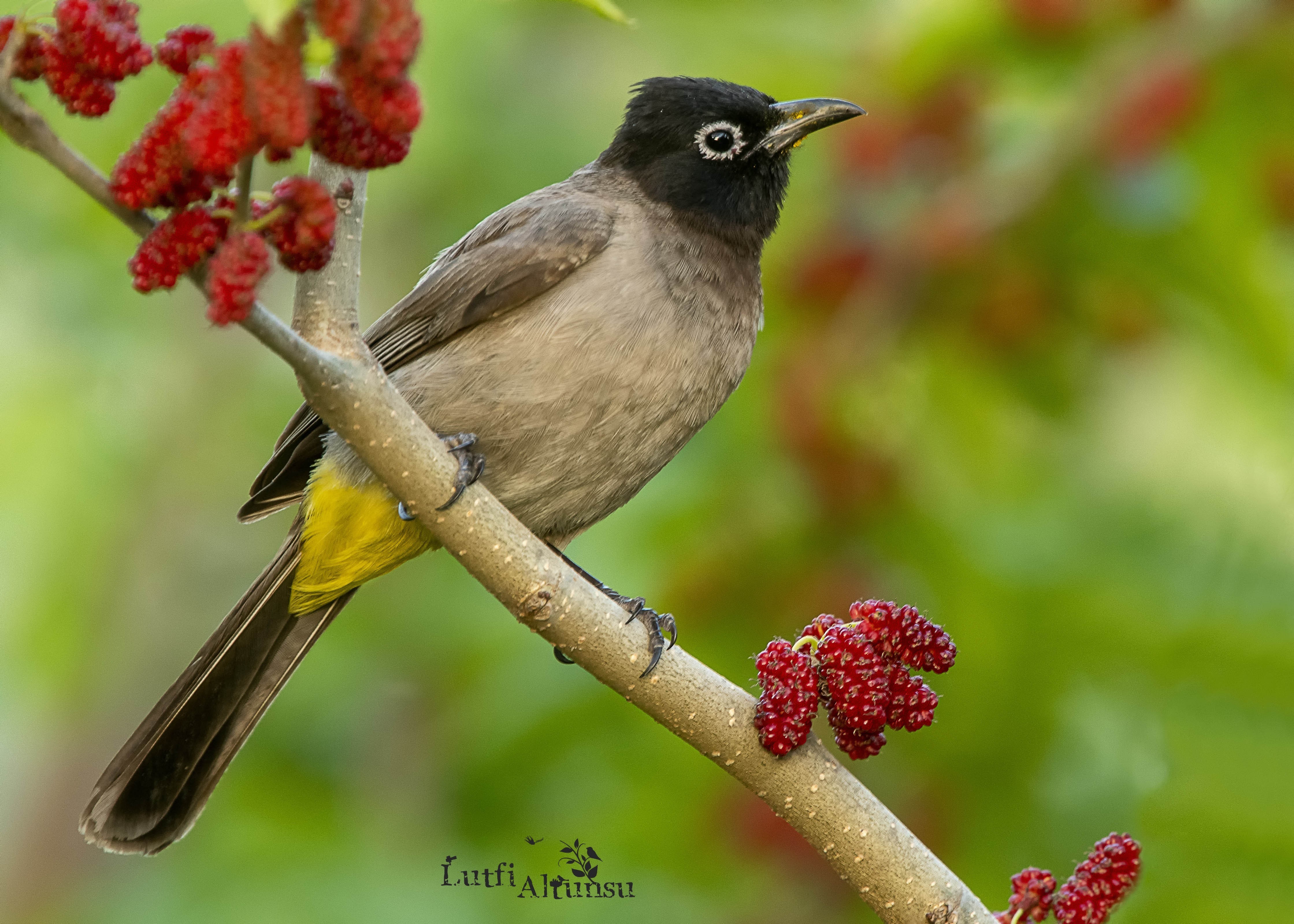 White-spectacled Bulbul — Ana fotoğraf