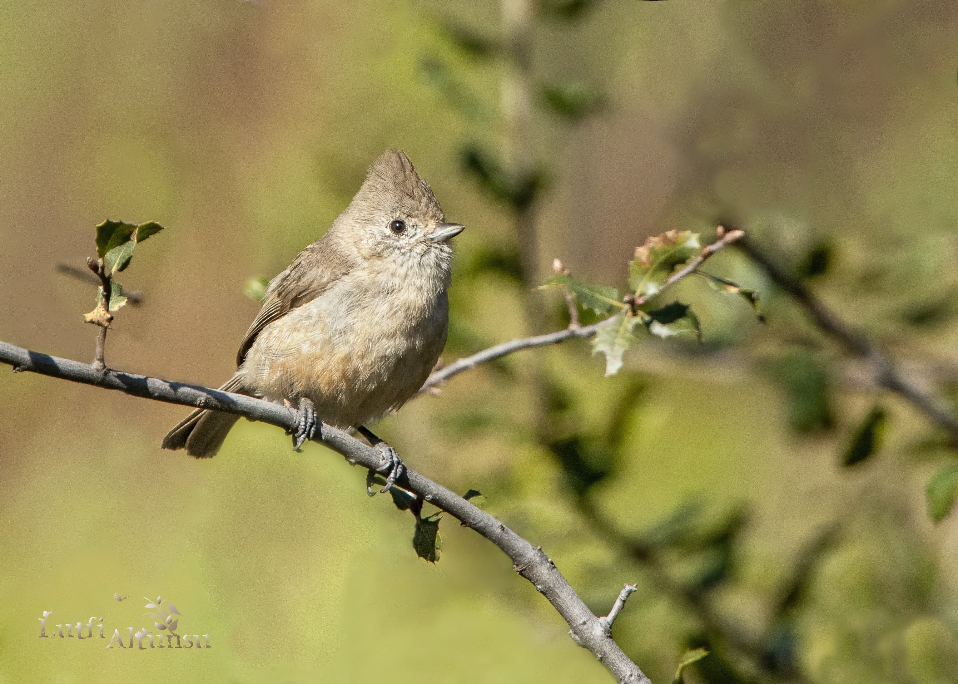 Oak Titmouse — Ana fotoğraf