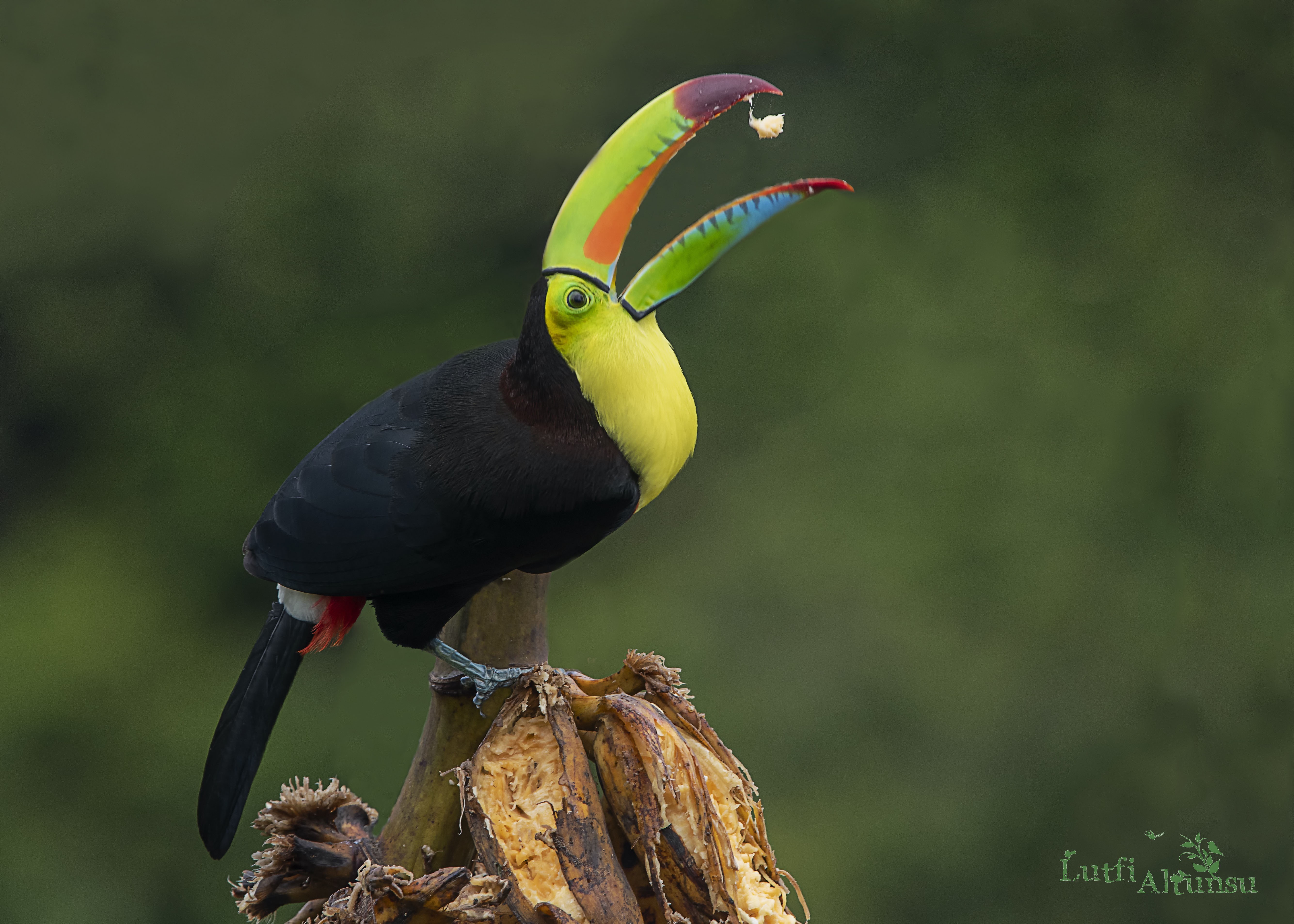 Keel-billed Toucan — Ana fotoğraf
