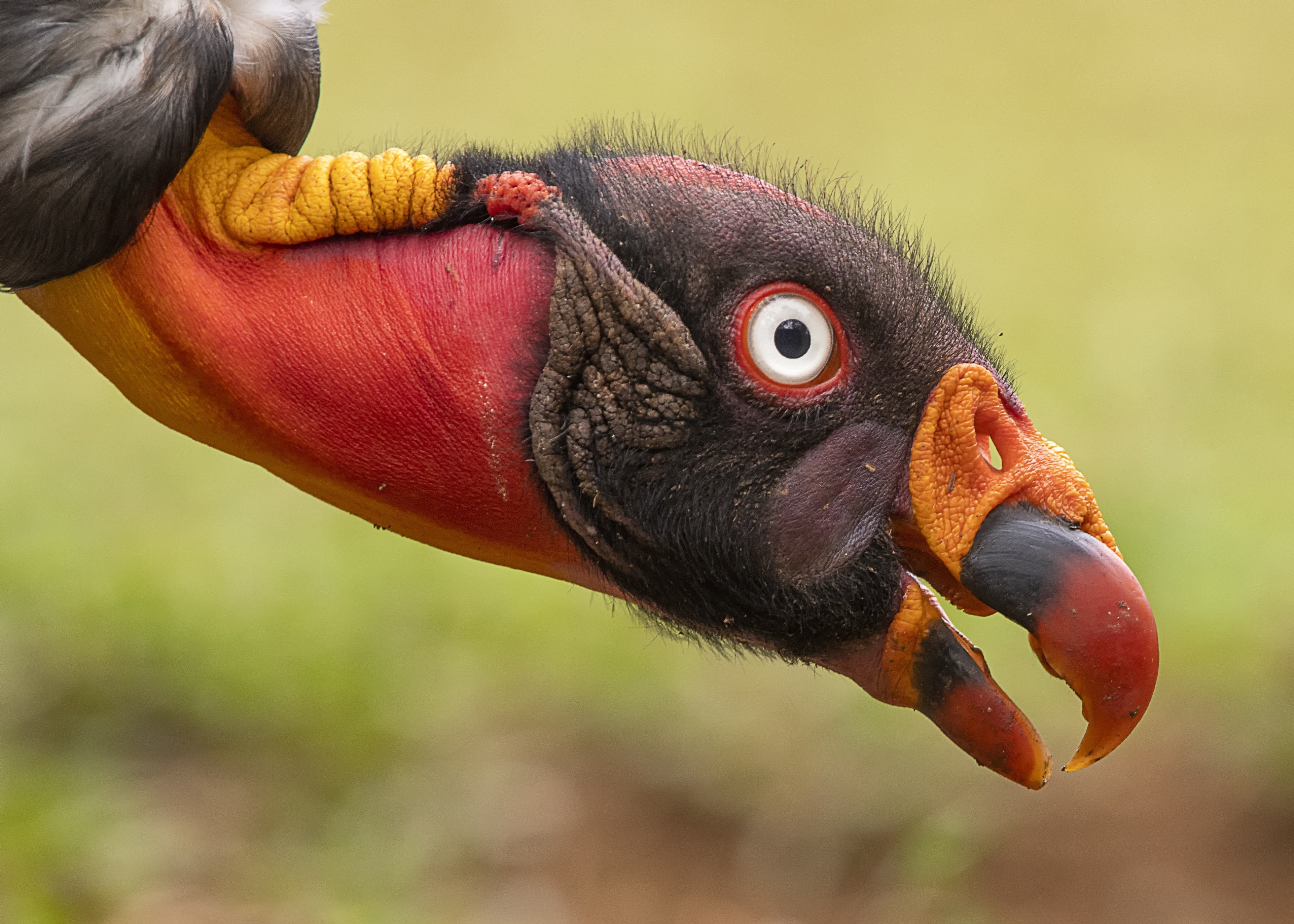King Vulture