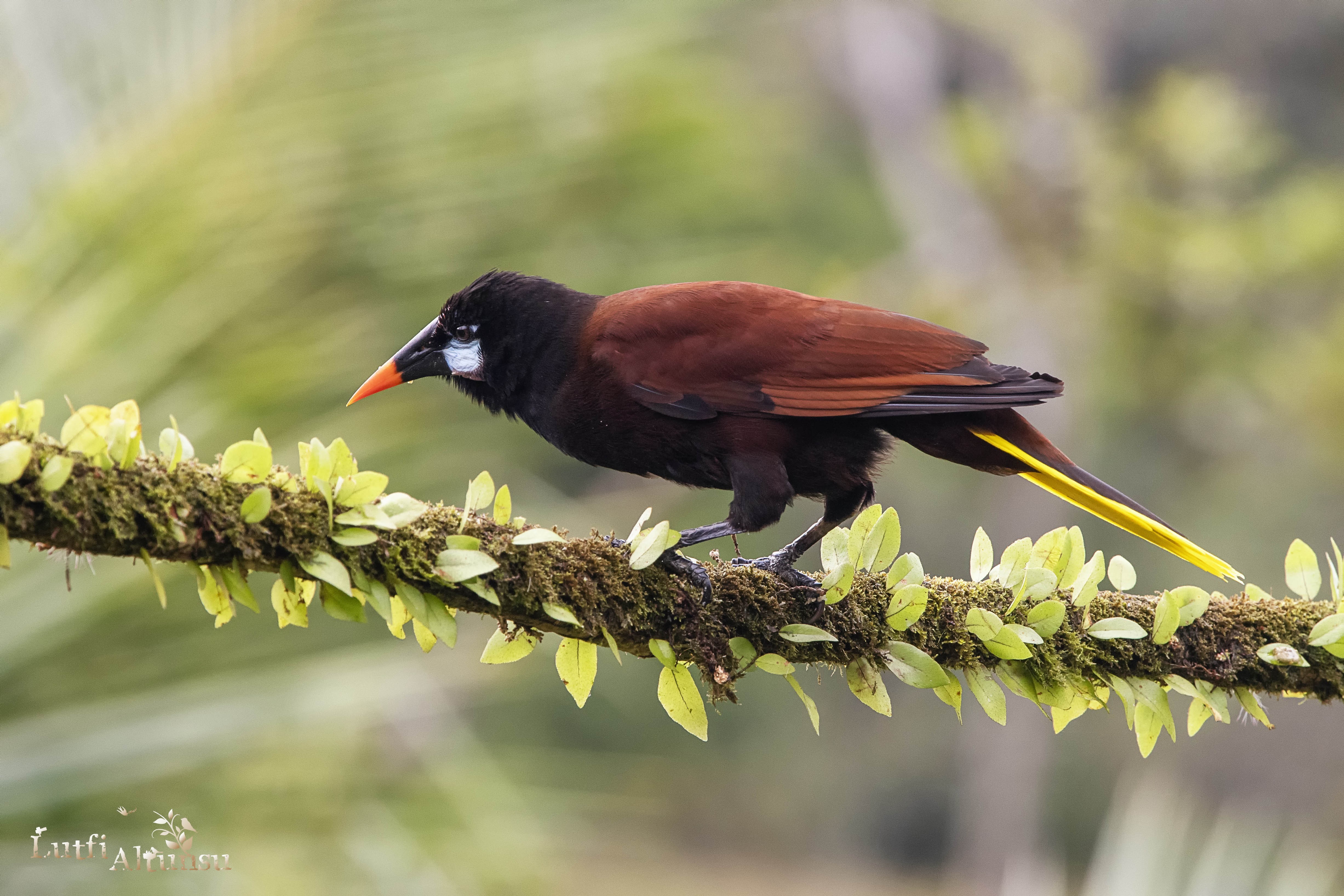 Montezuma Oropendola — Ana fotoğraf