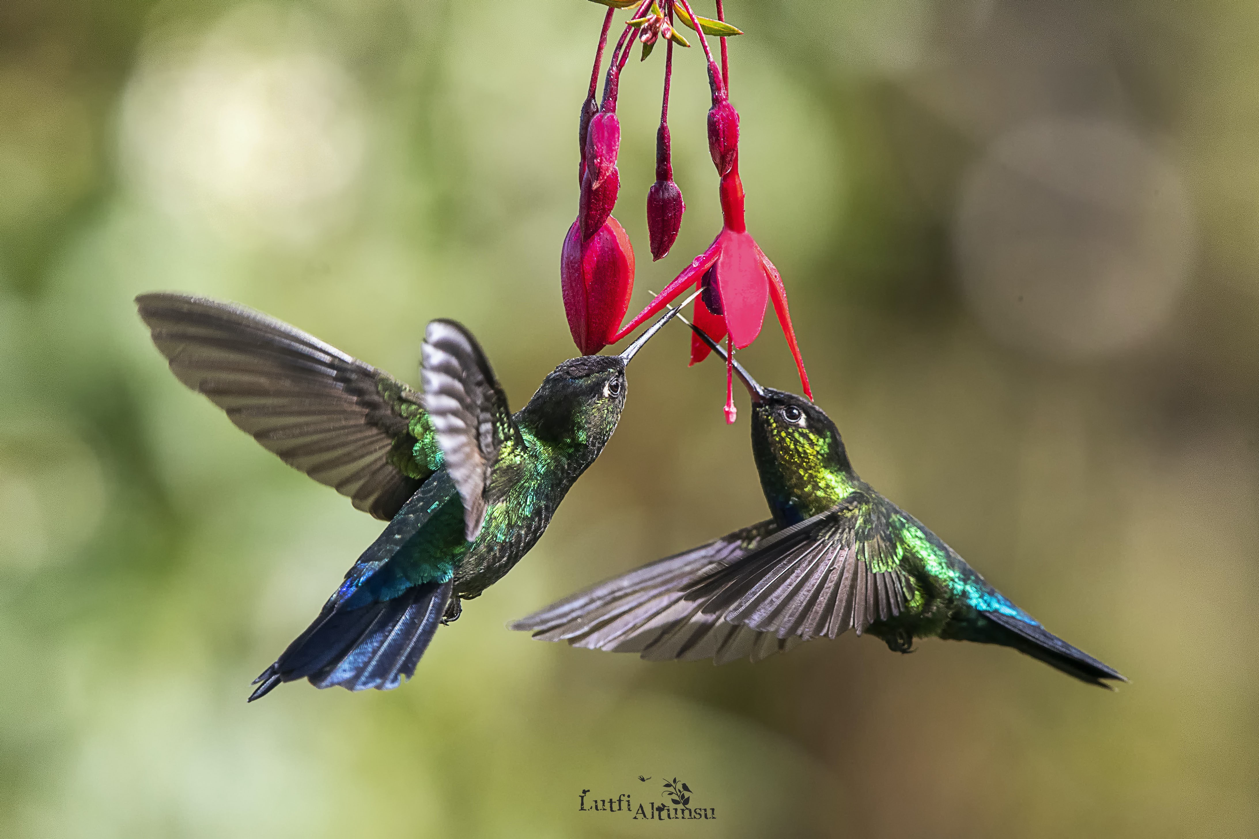 Fiery-throated Hummingbird