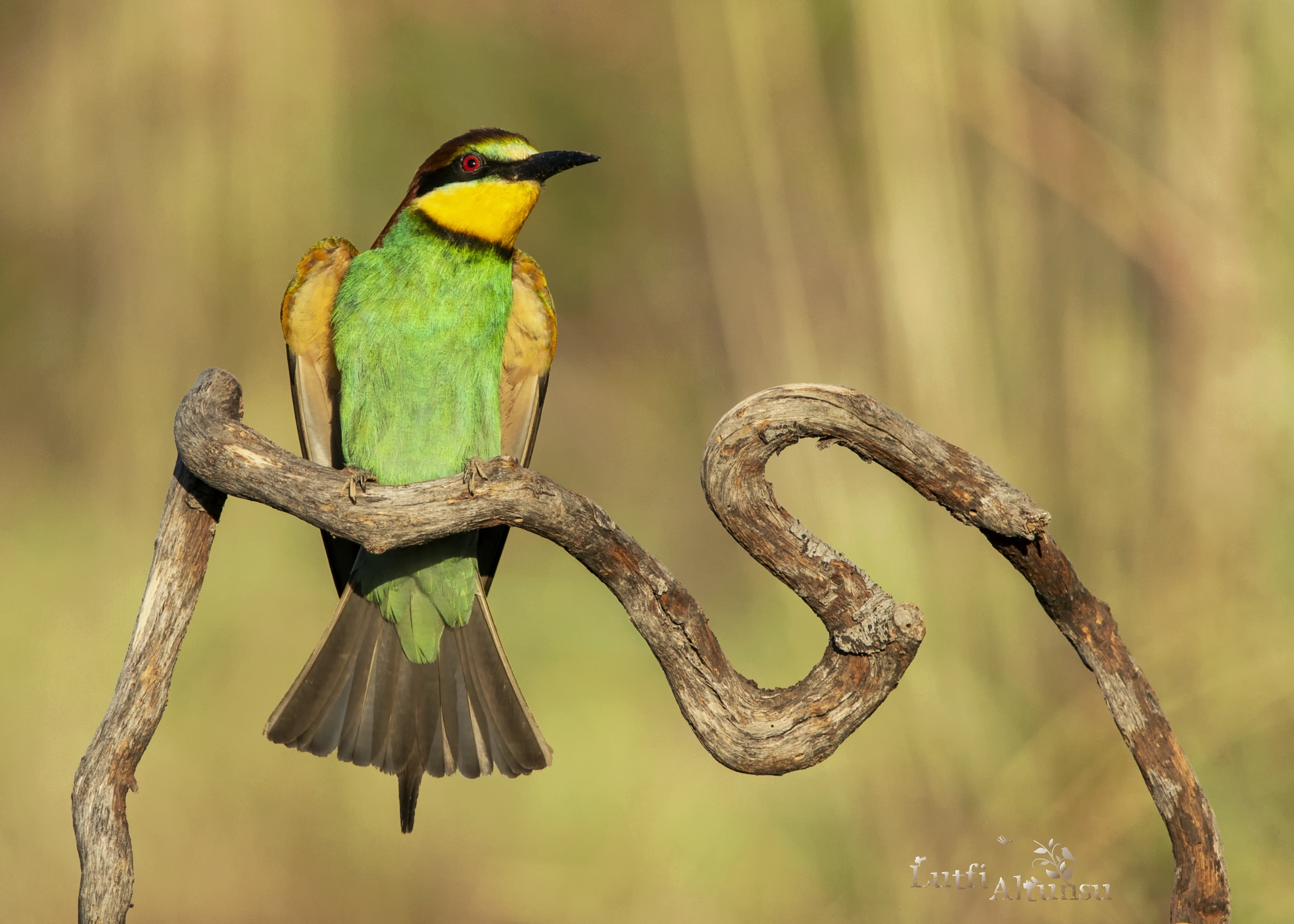 European Bee-eater