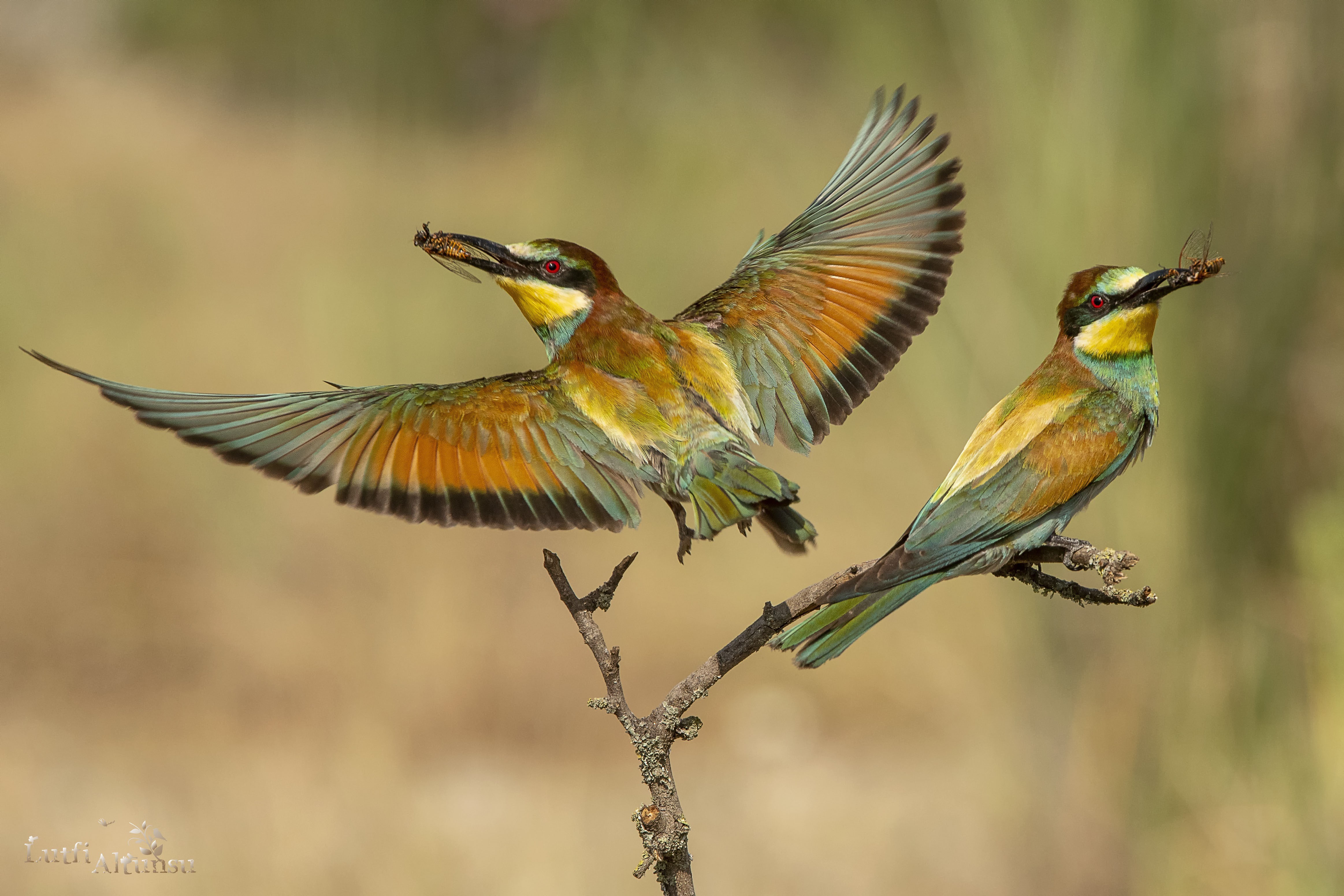 European Bee-eater