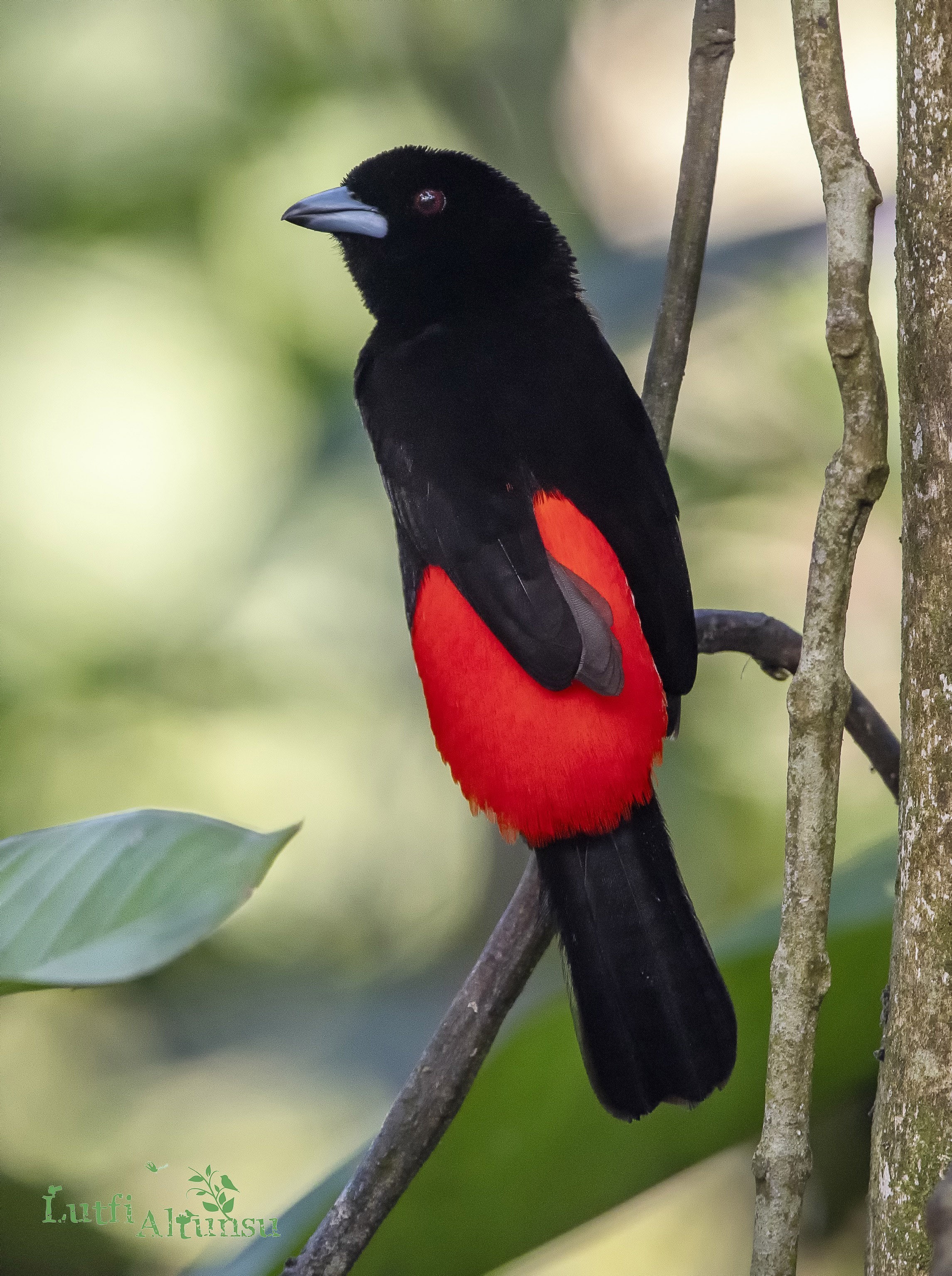 Scarlet-rumped Tanager — Ana fotoğraf