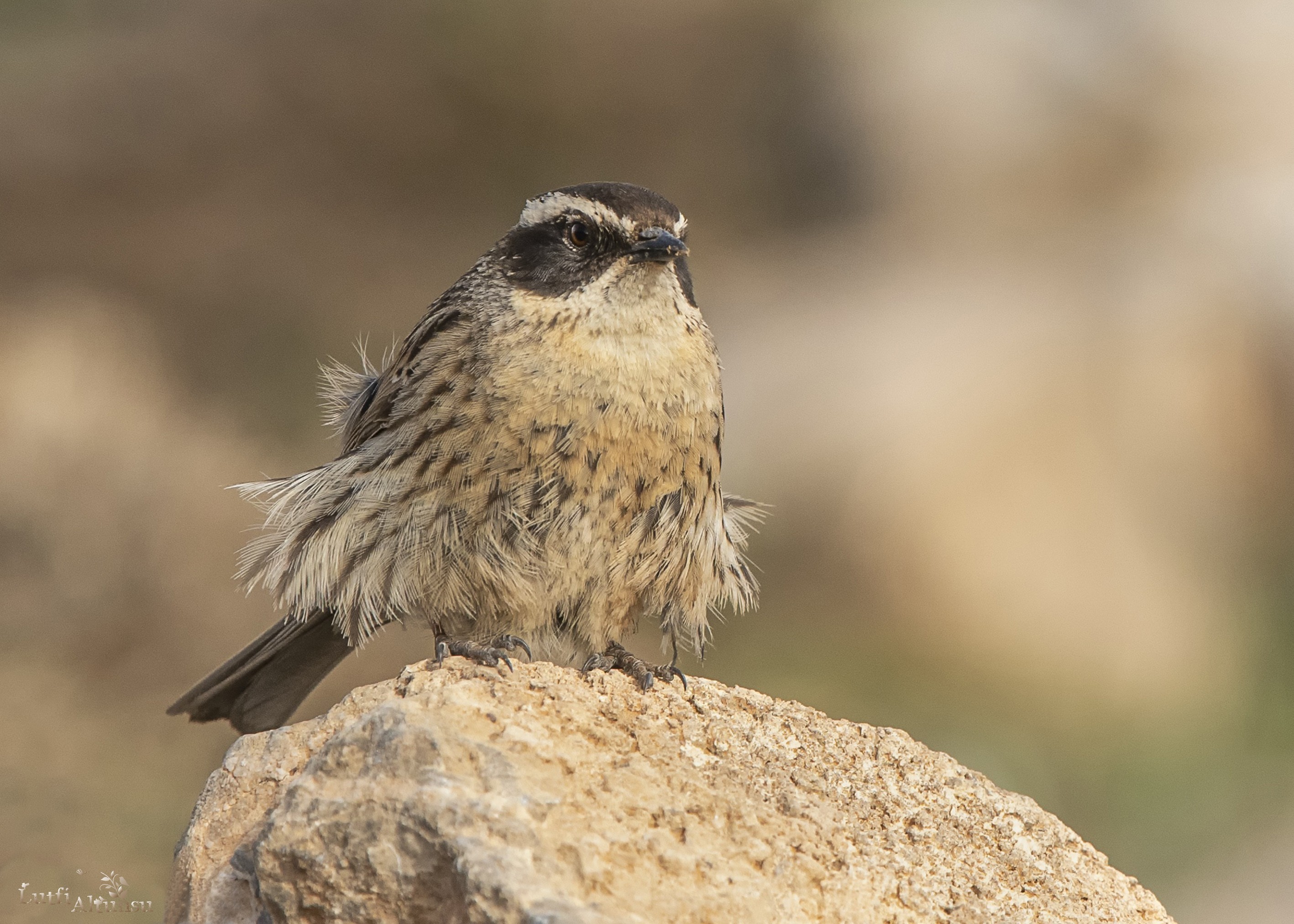 Radde's Accentor