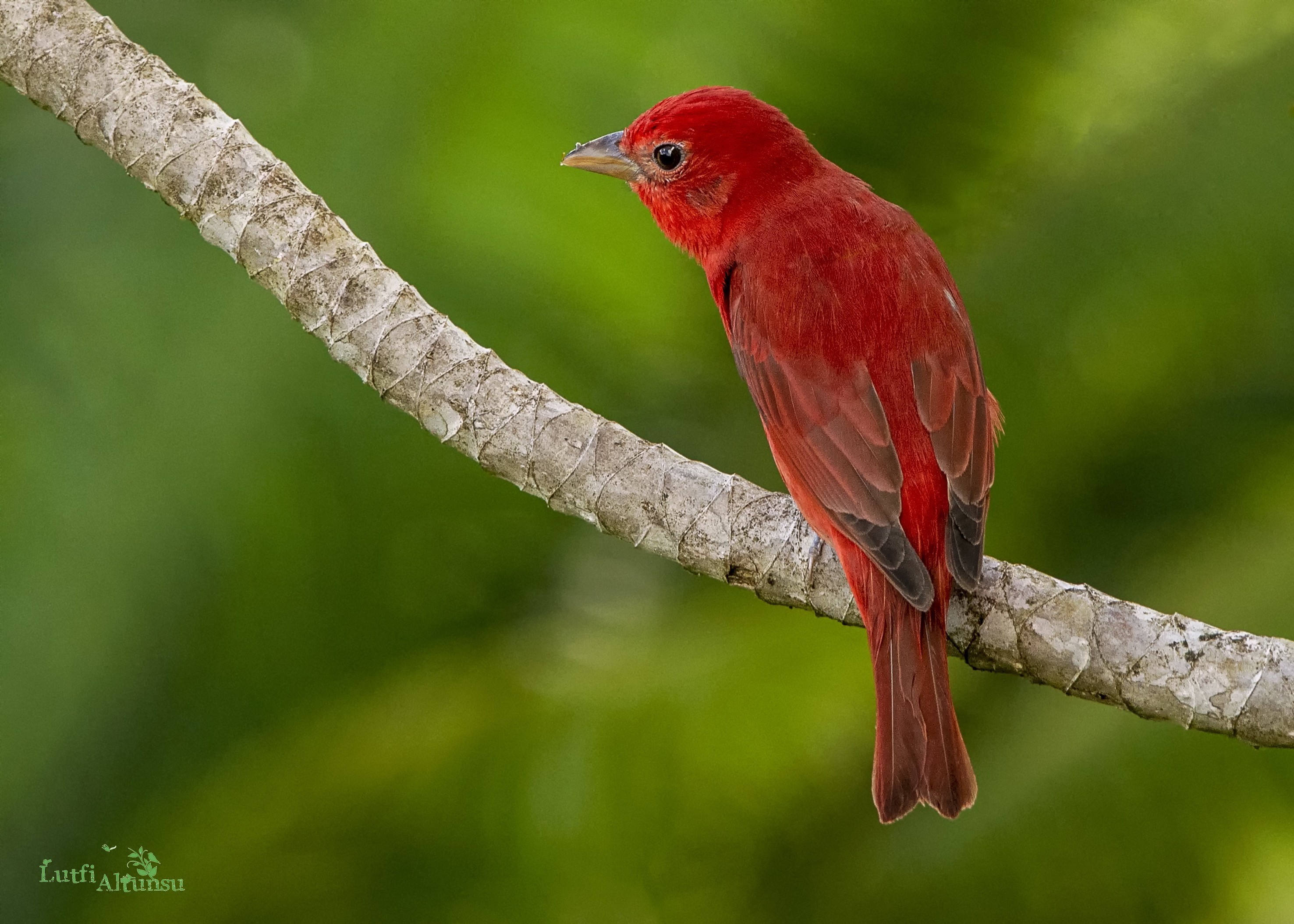 Summer Tanager