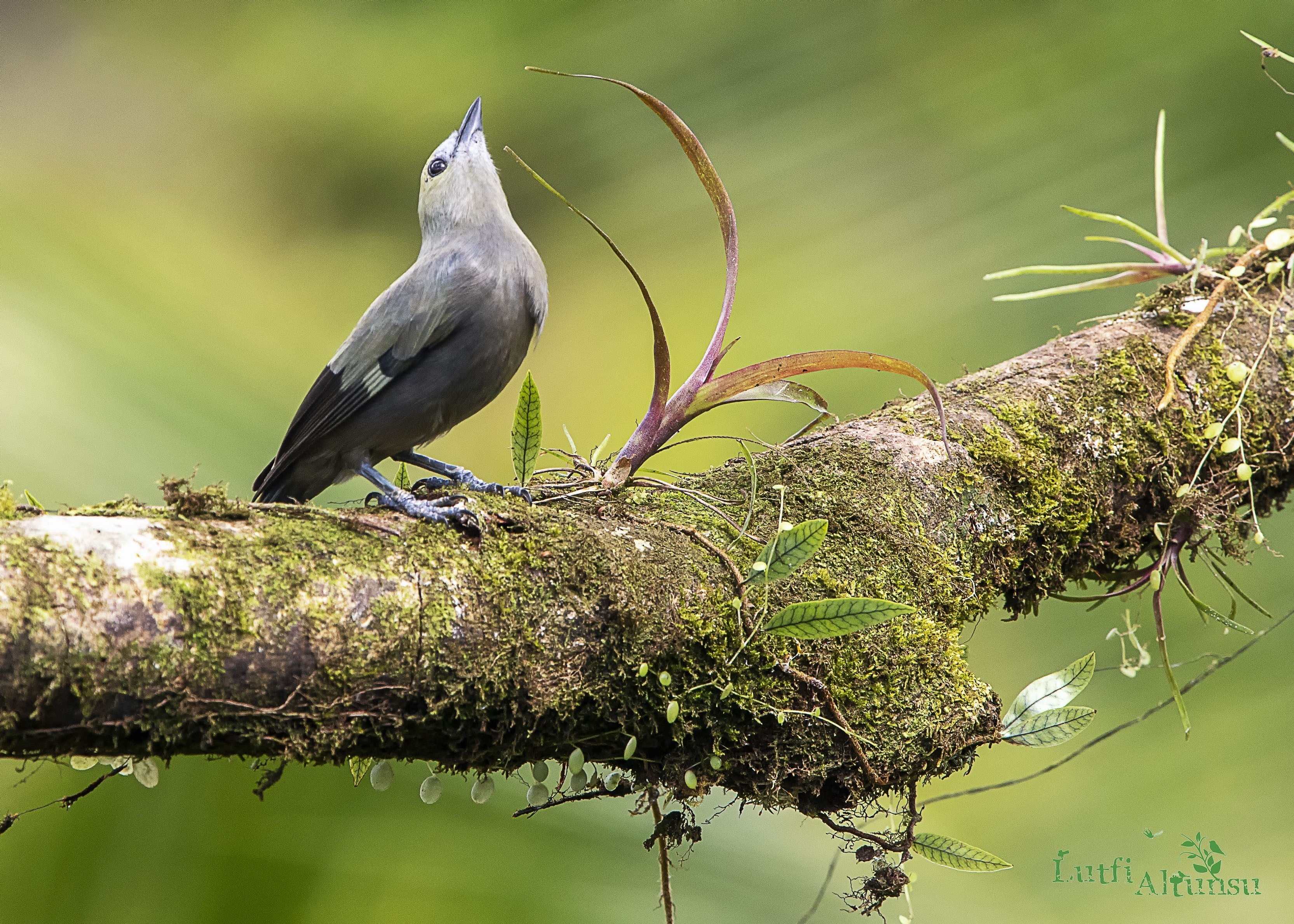 Palm Tanager — Ana fotoğraf