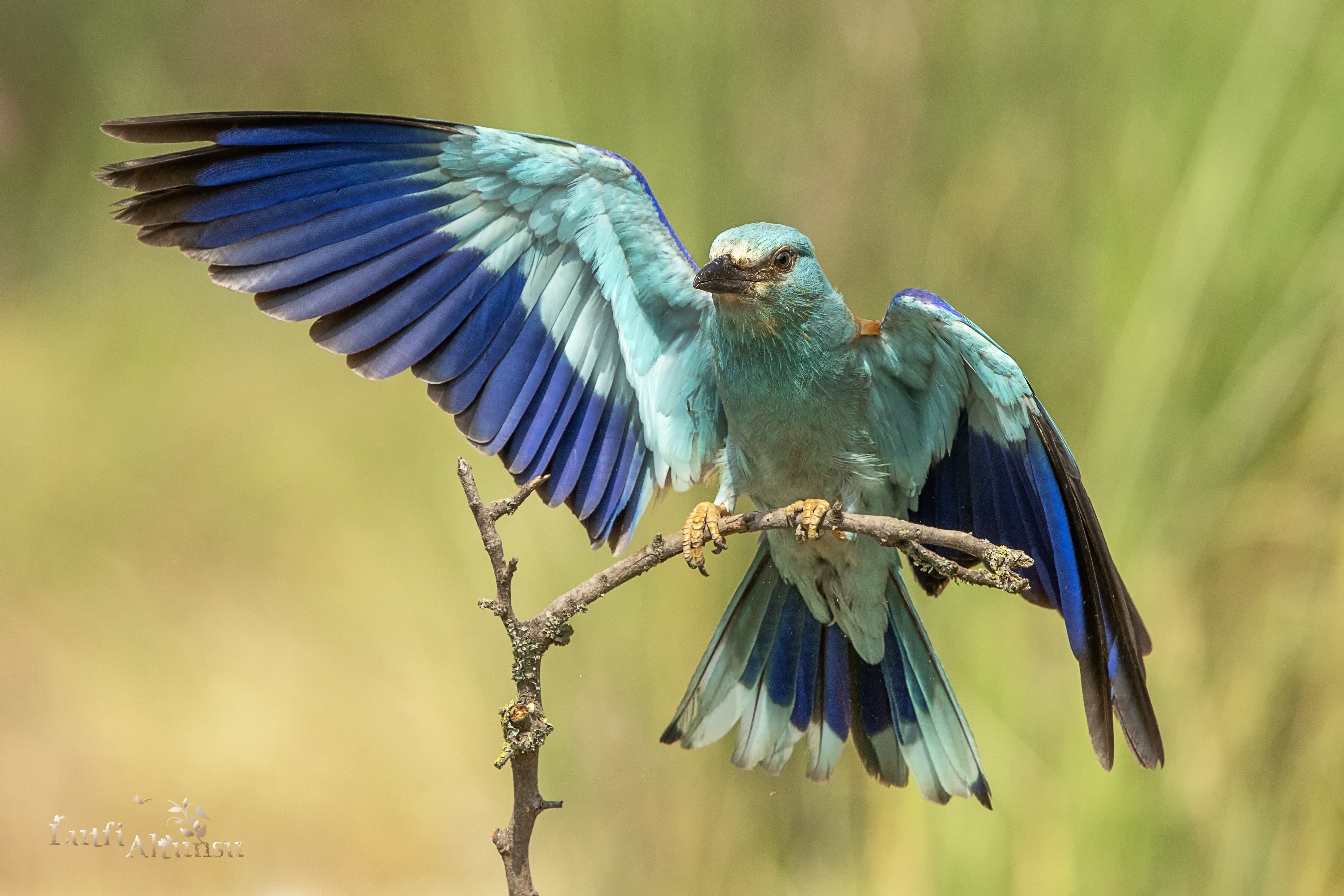 European Roller