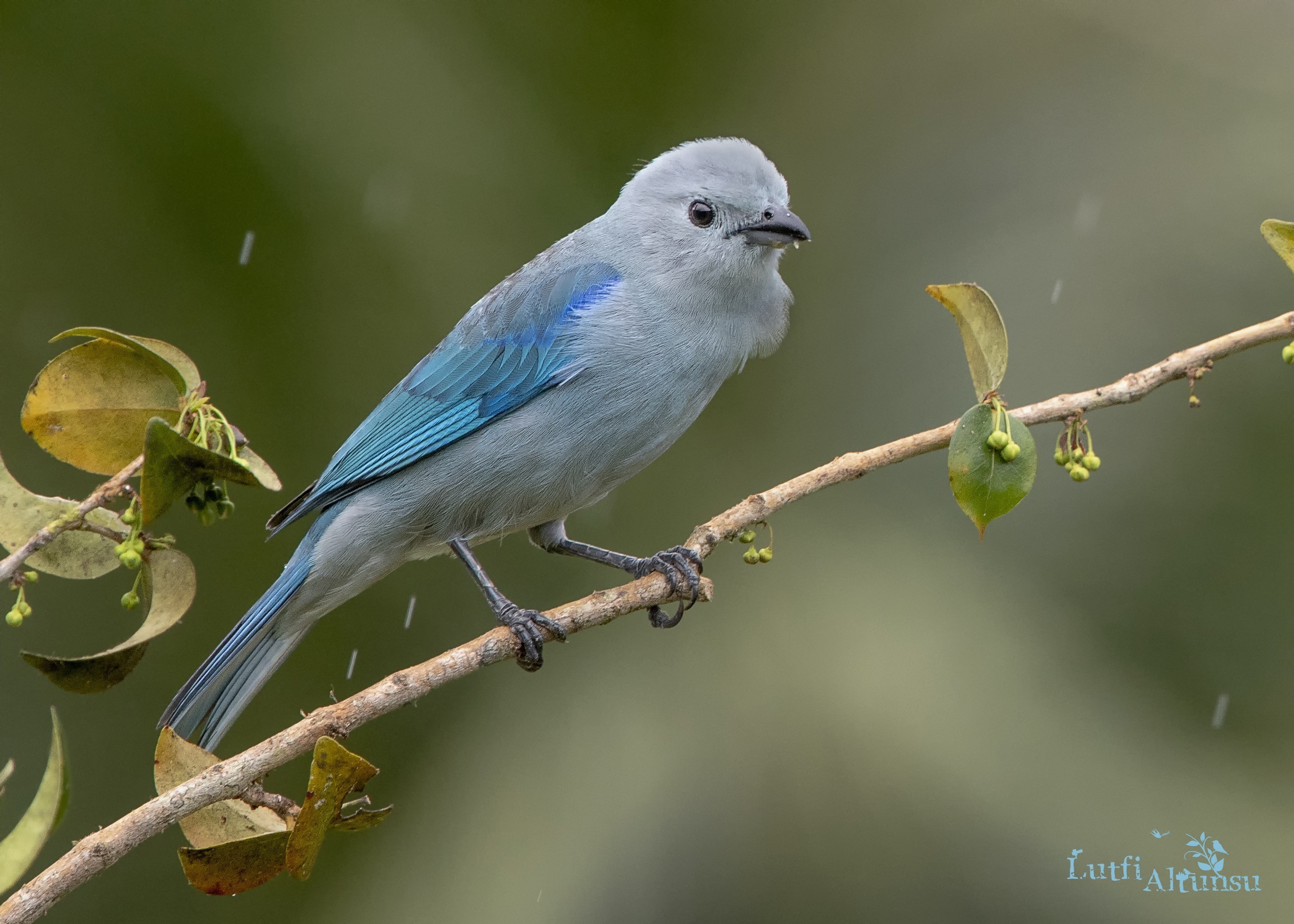 Blue-grey Tanager