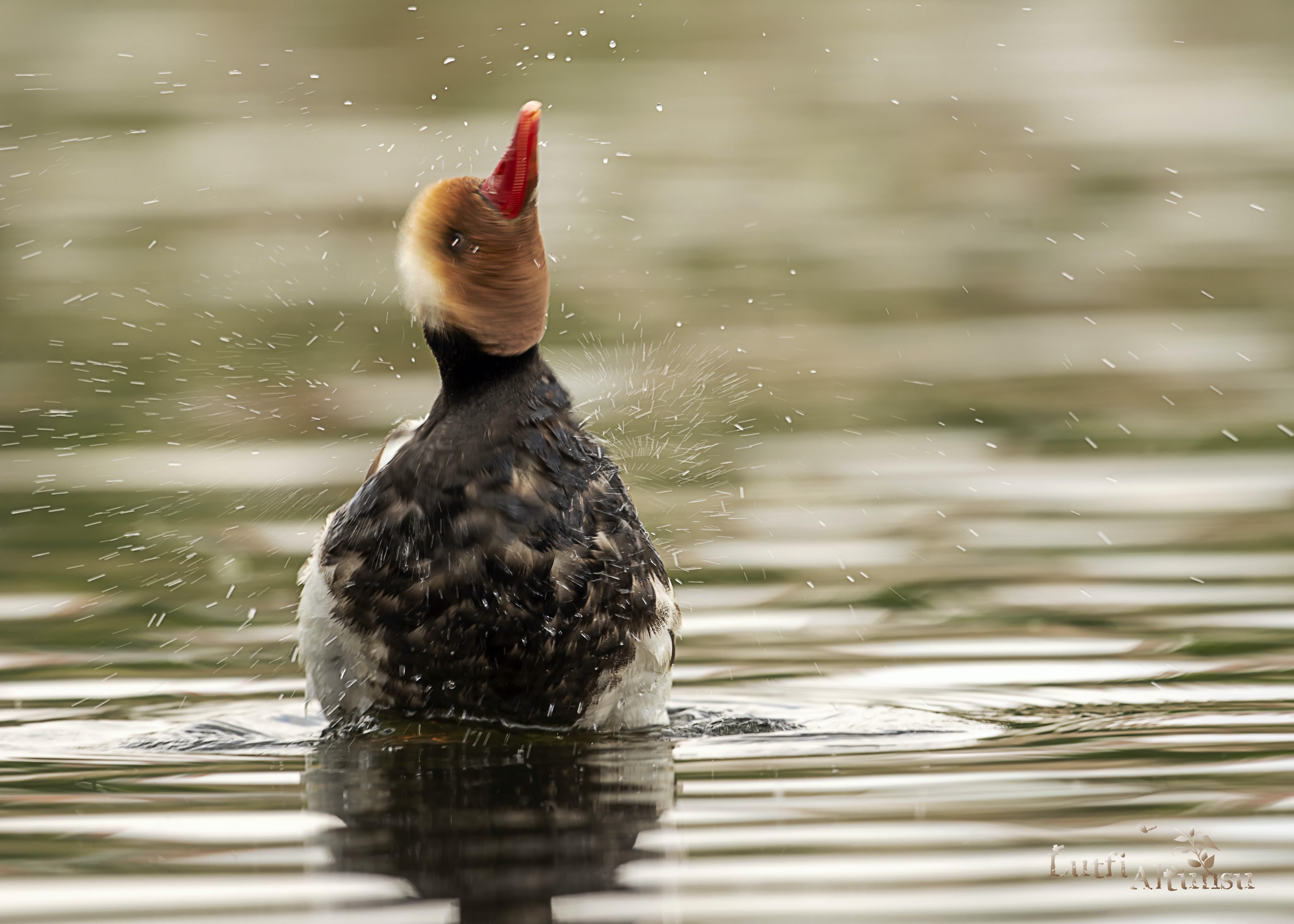 Red-crested Pochard