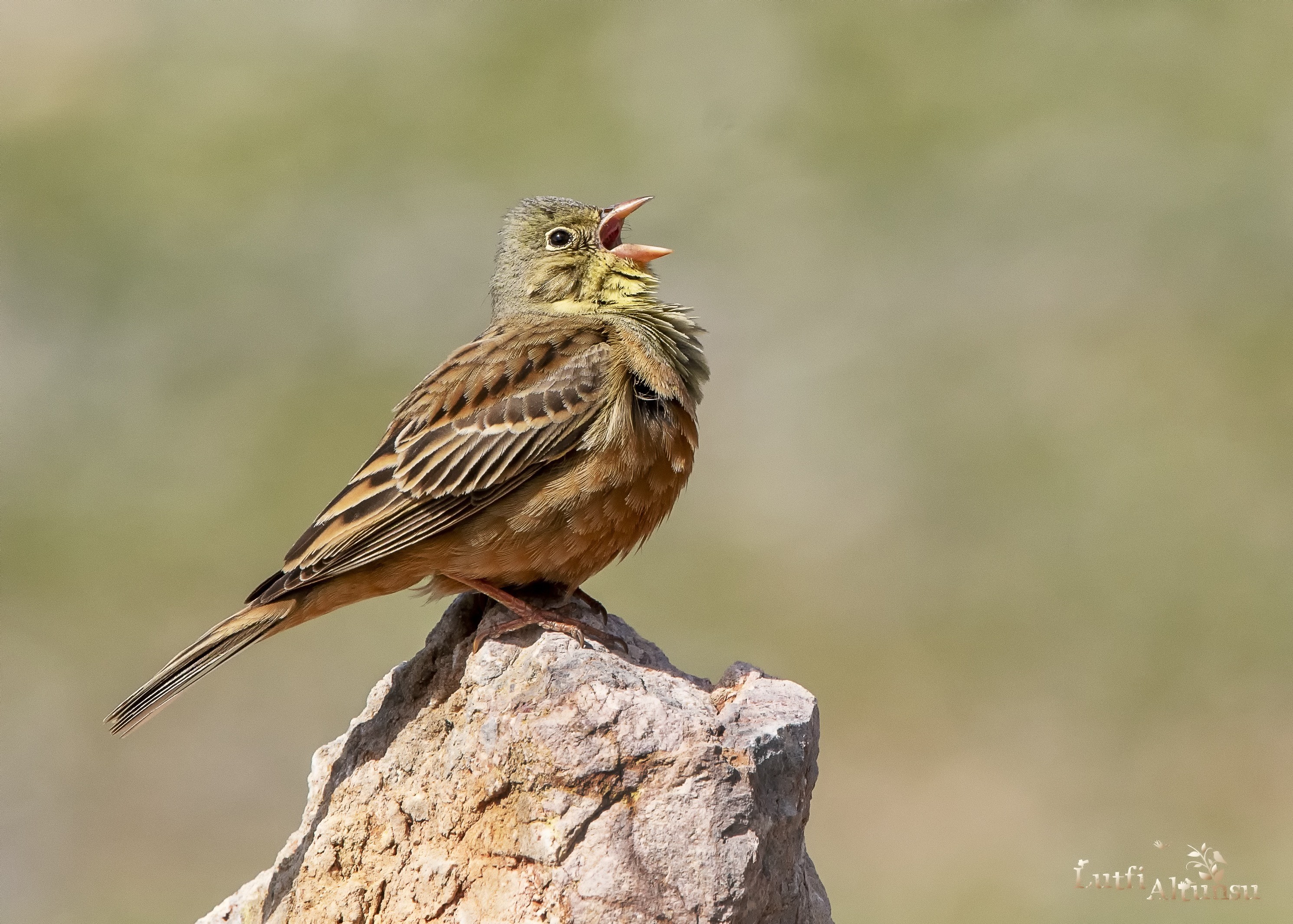 Ortolan Bunting