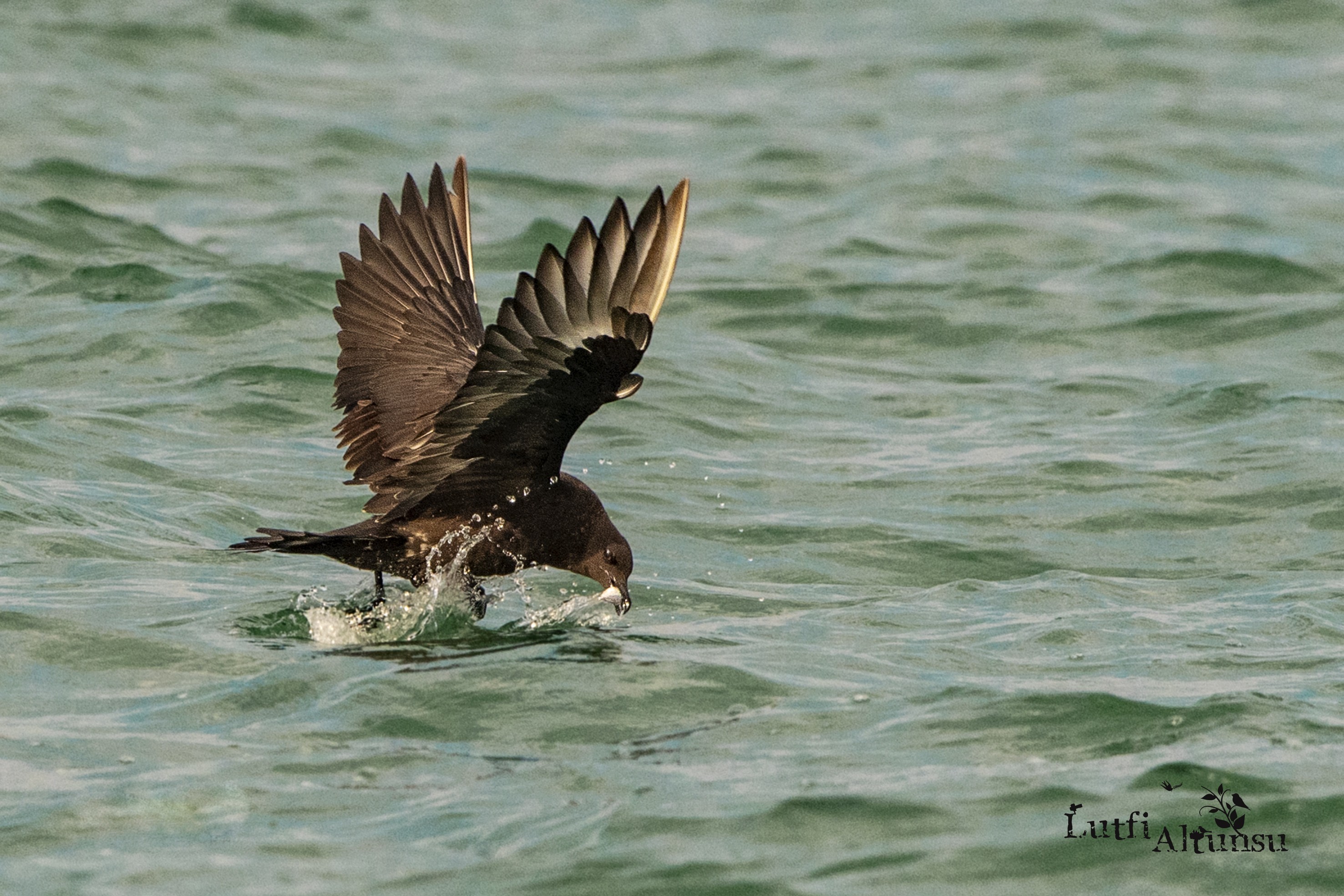 Pomarine Jaeger
