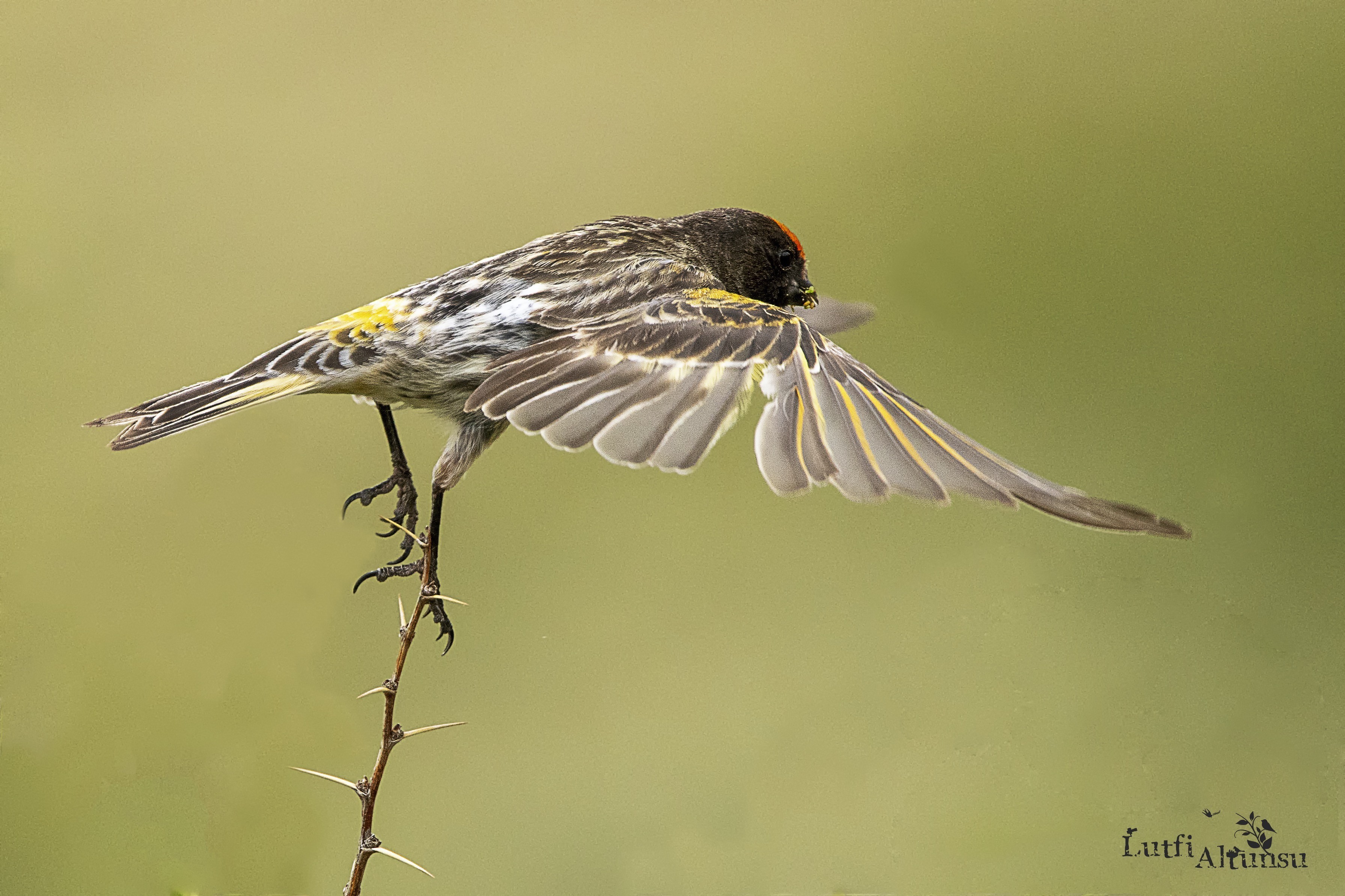 Red-fronted Serin