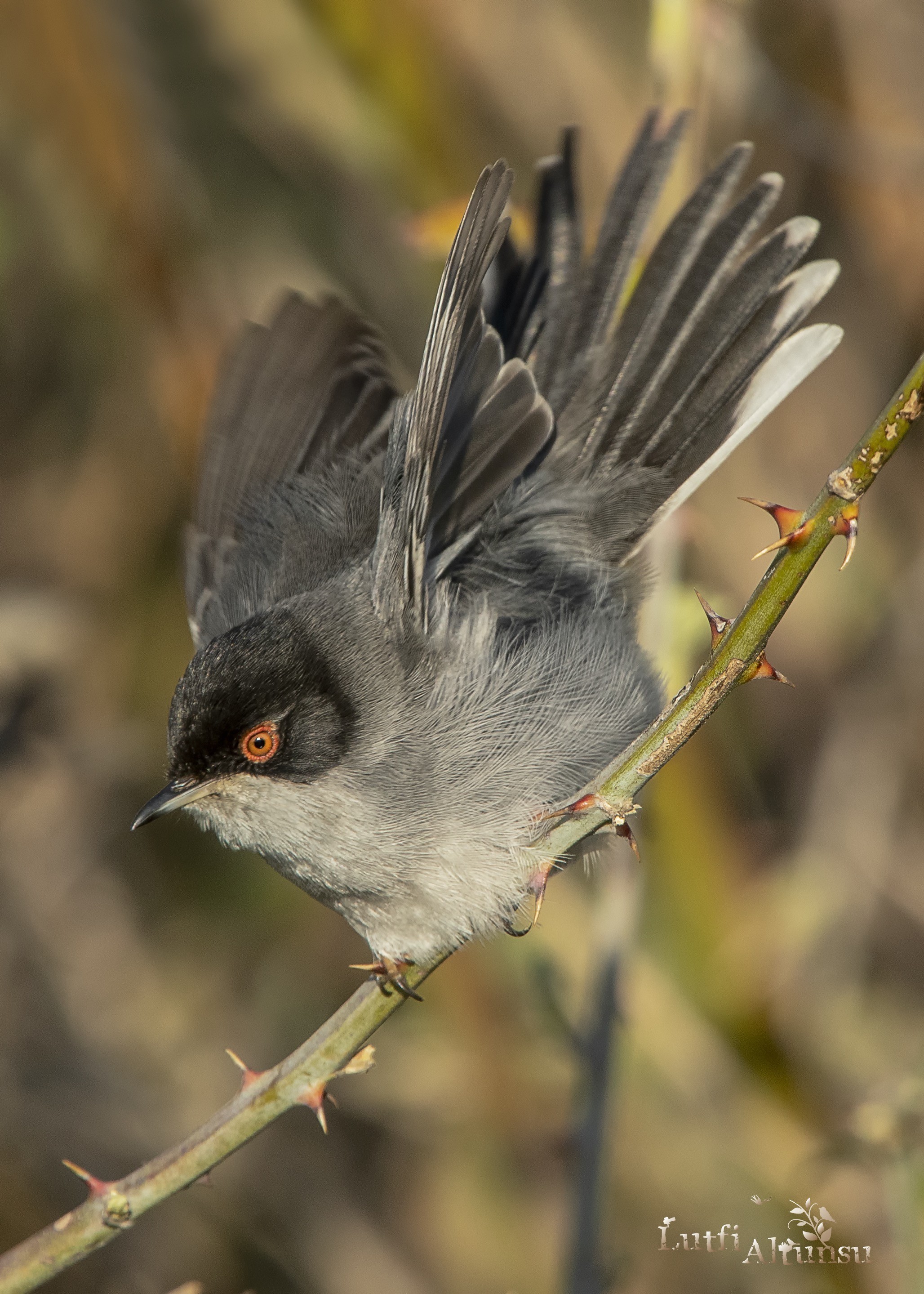 Sardinian Warbler