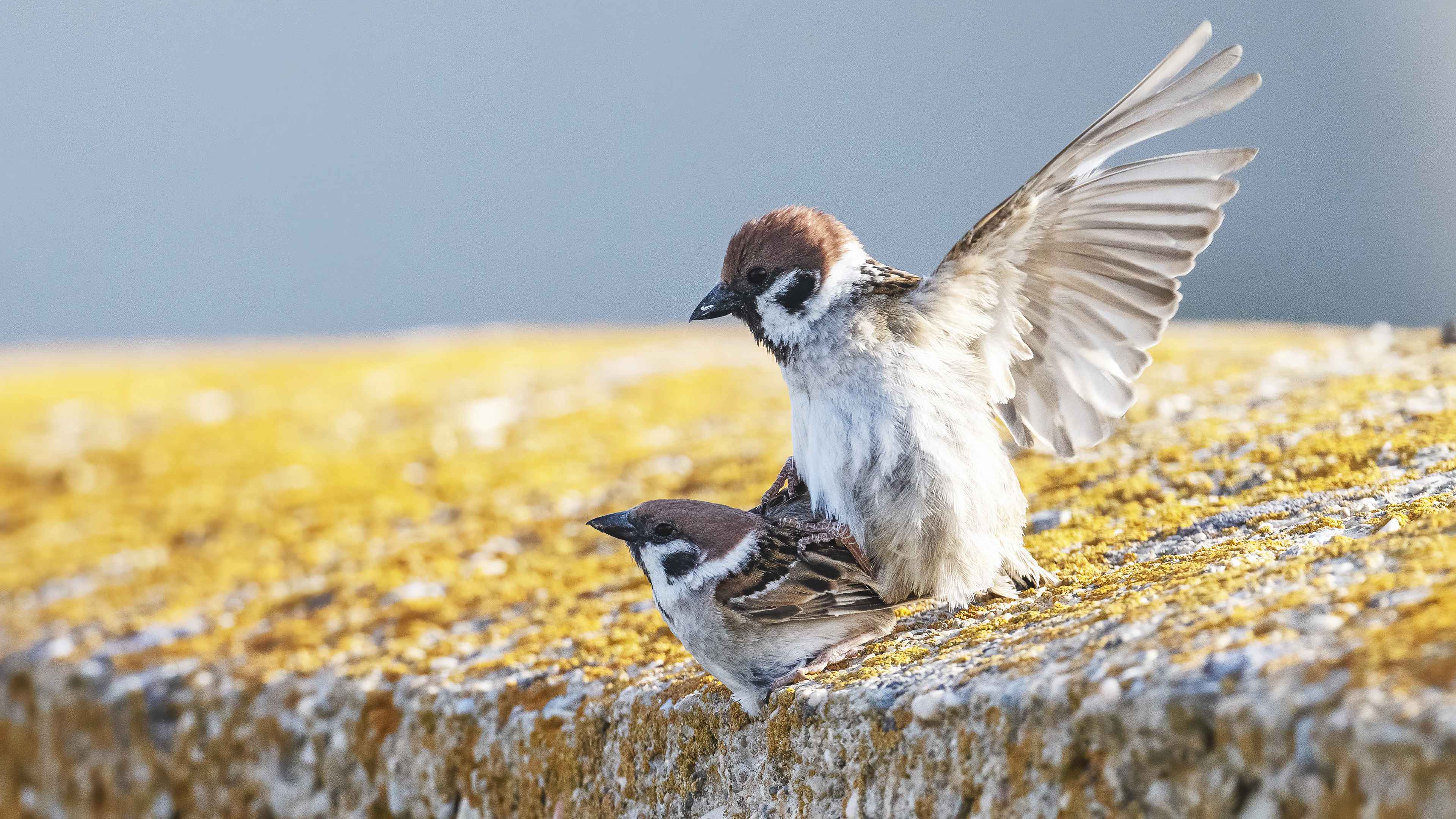 Eurasian Tree Sparrow