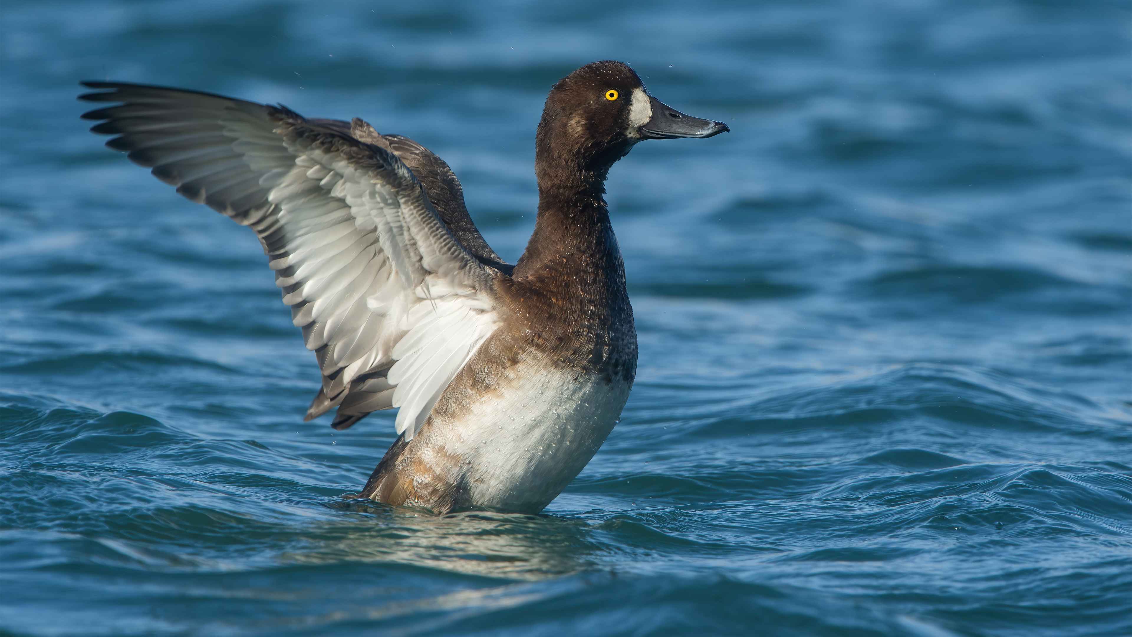 Greater Scaup