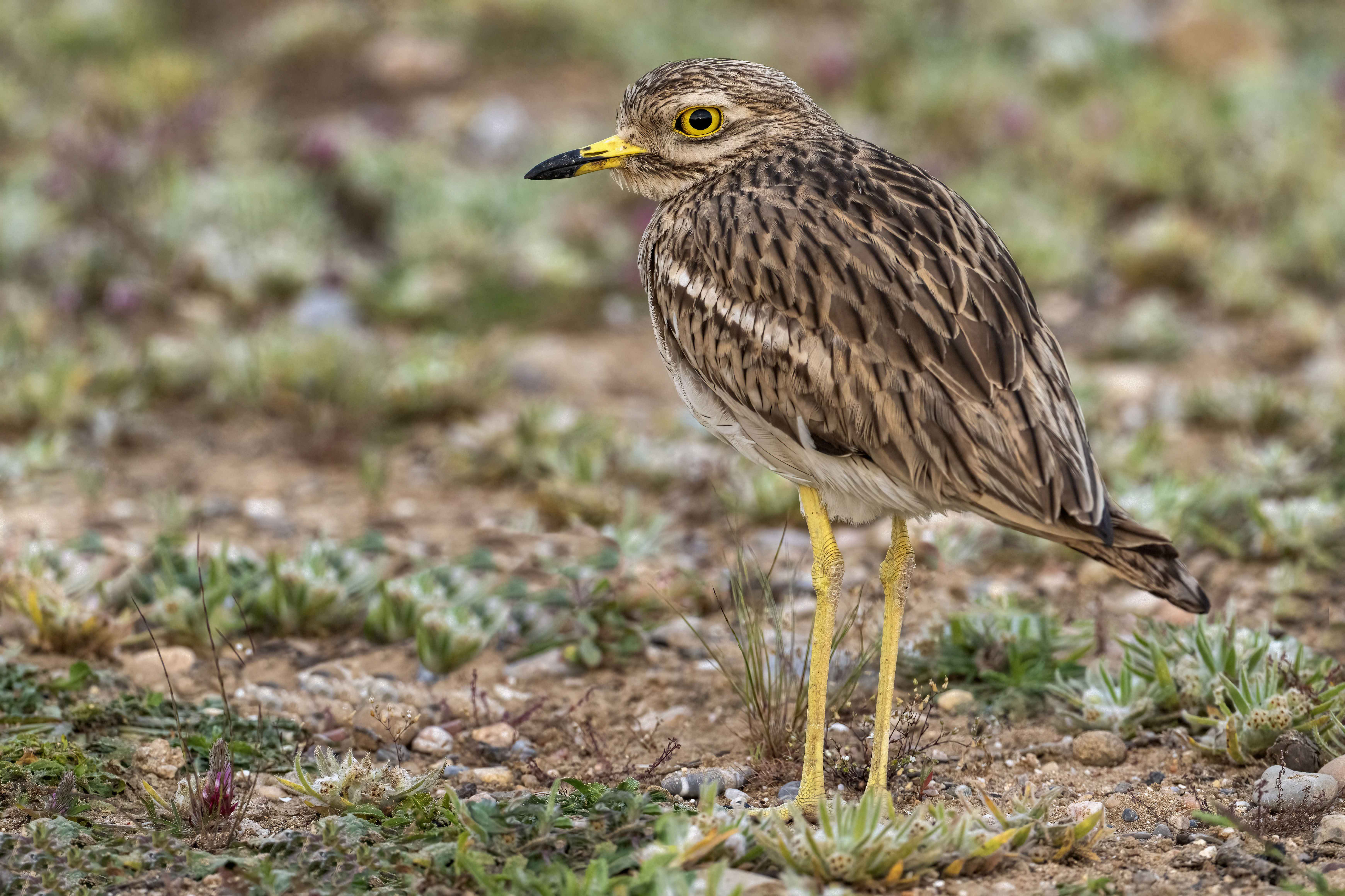 Eurasian Thick-knee