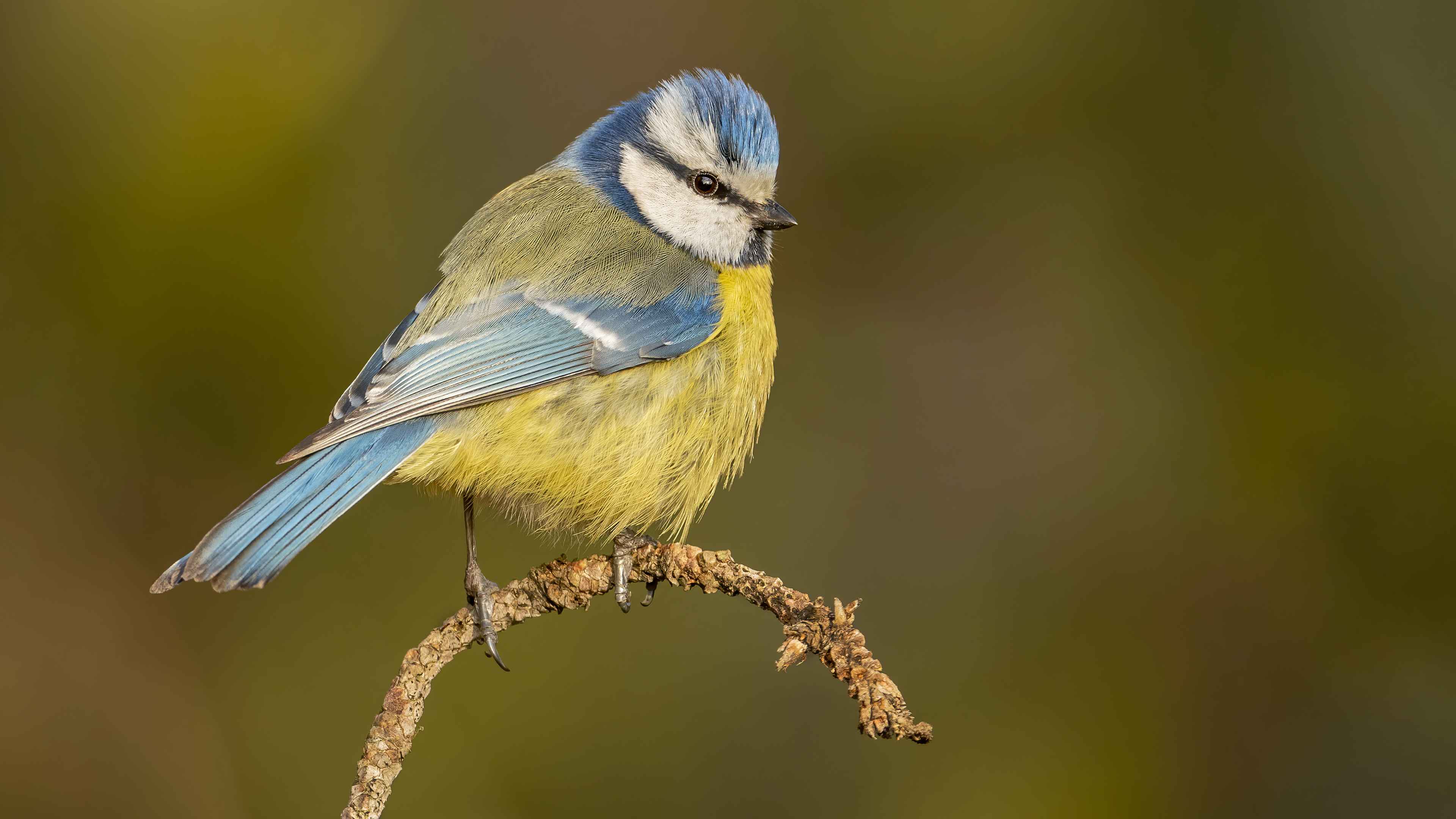 Eurasian Blue Tit
