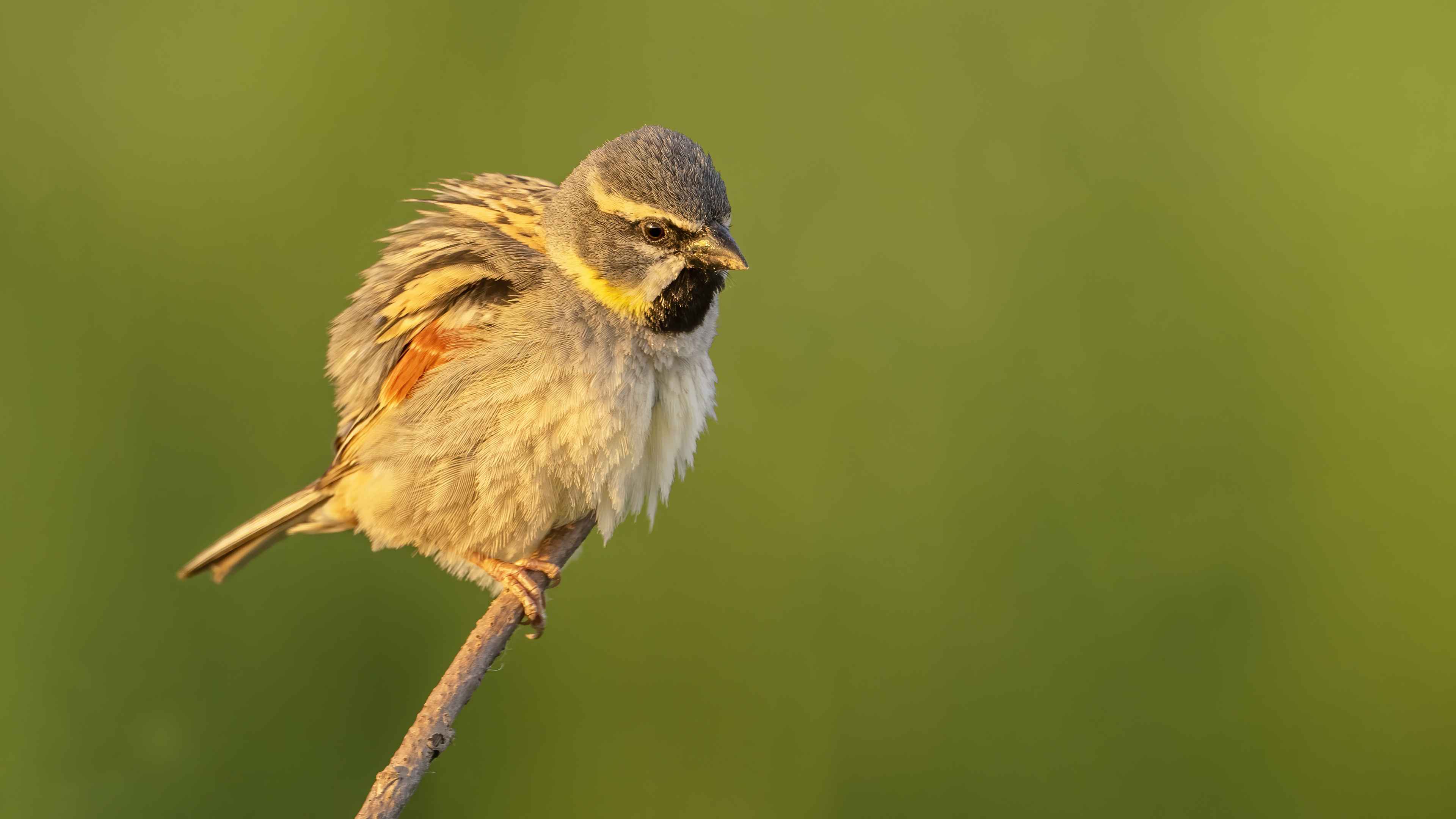 Dead Sea Sparrow