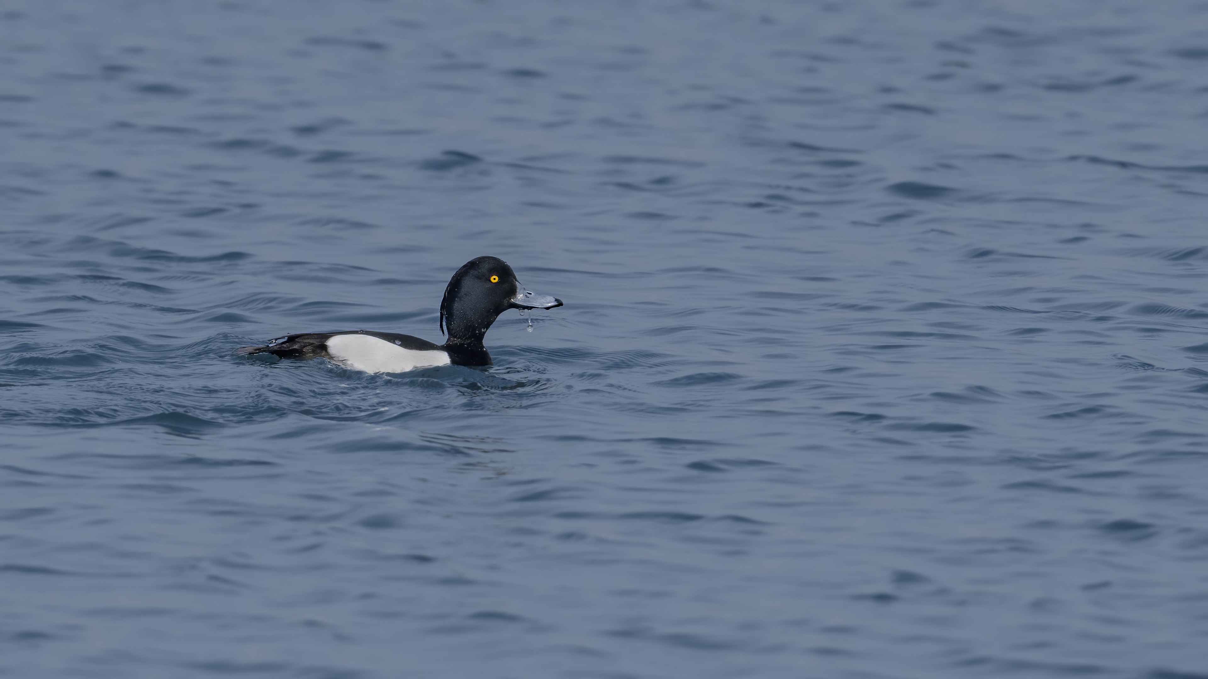 Tufted Duck
