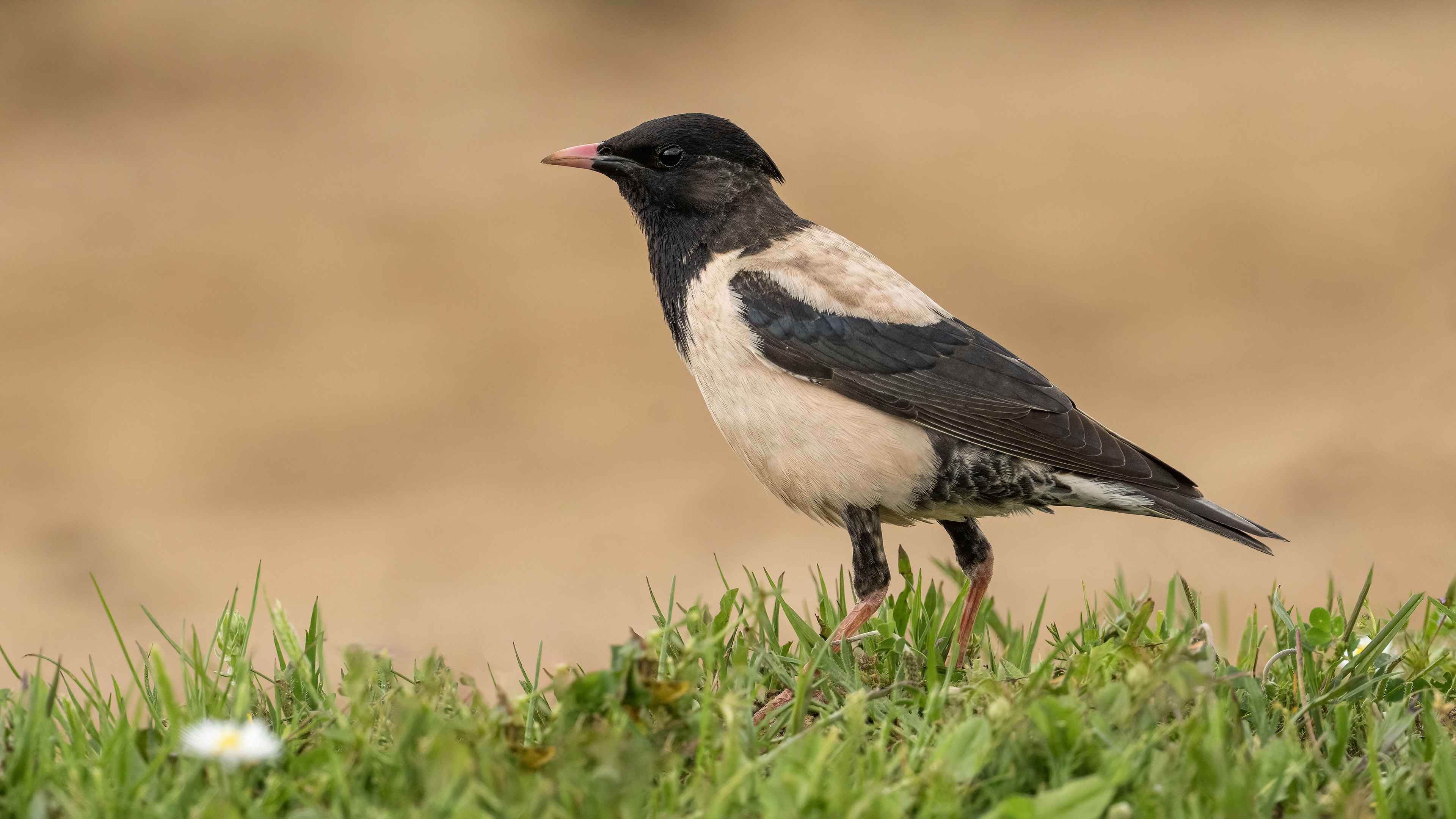 Rosy Starling