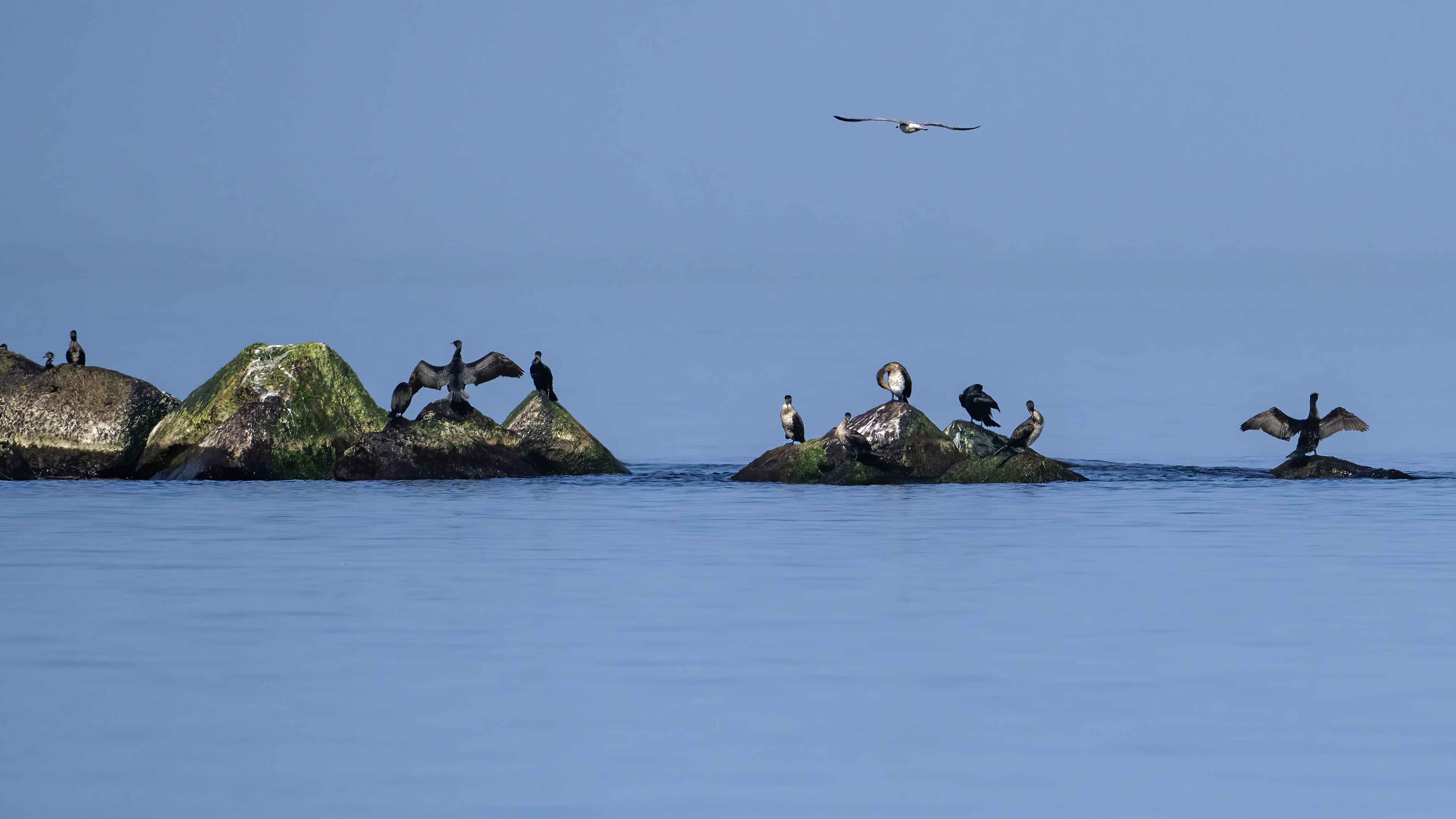 Great Cormorant