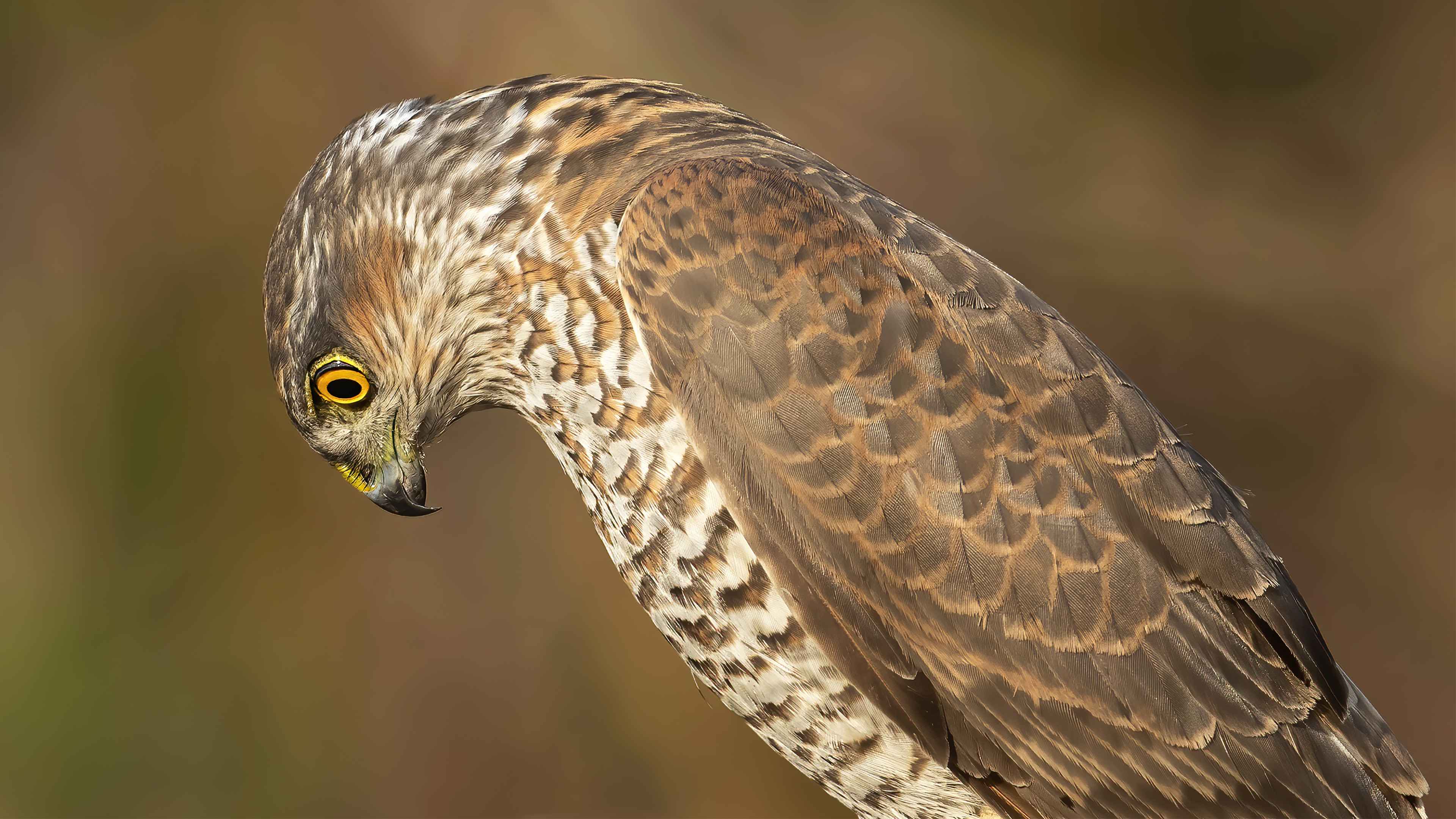 Eurasian Sparrowhawk