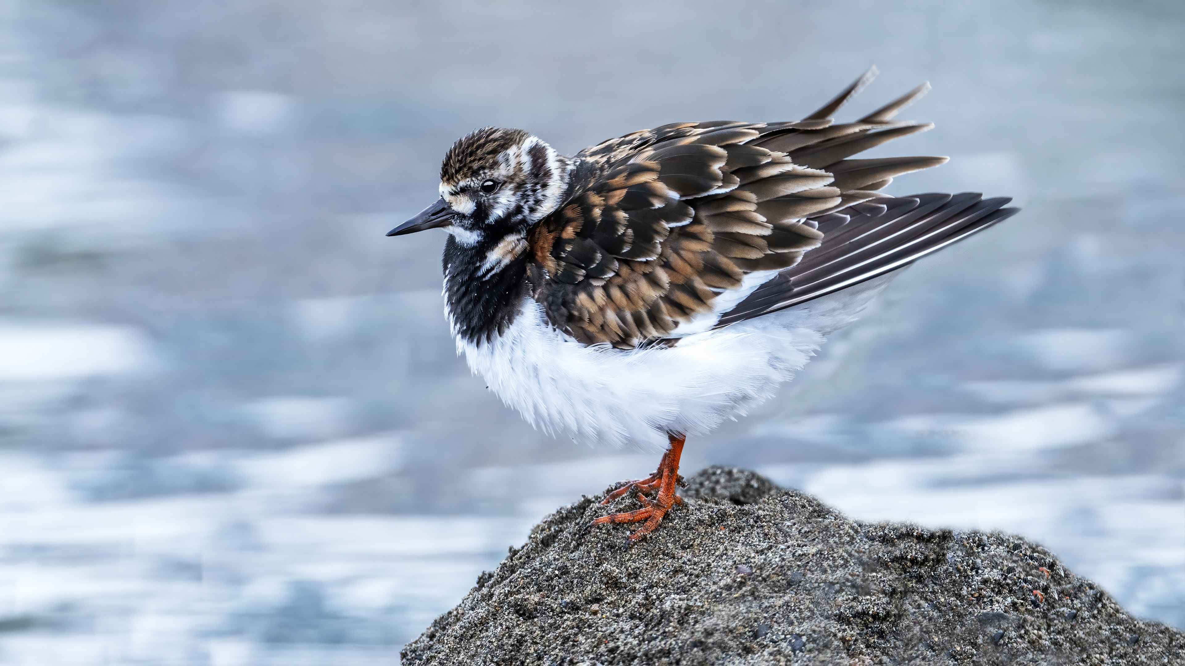 Ruddy Turnstone